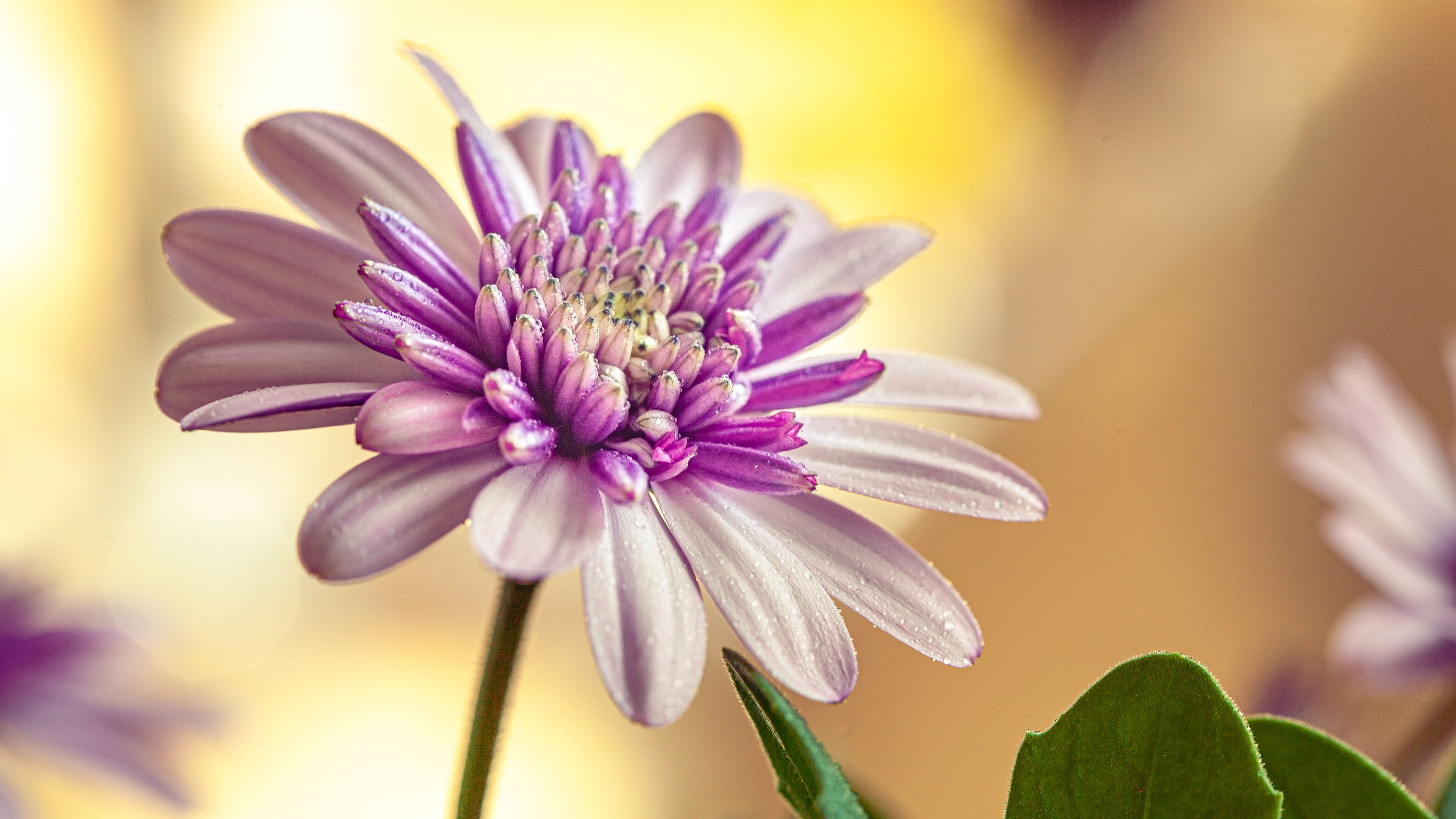 娇艳欲滴,鲜花,菊花,紫色