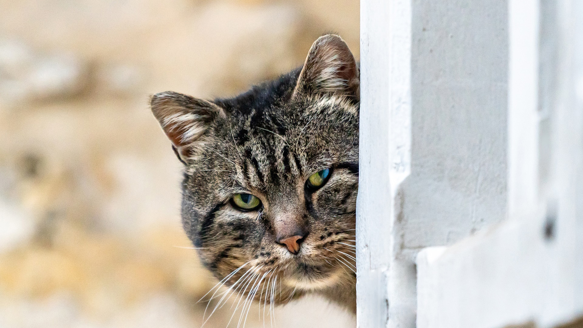 喵星人,肥猫,猫咪,猫眼