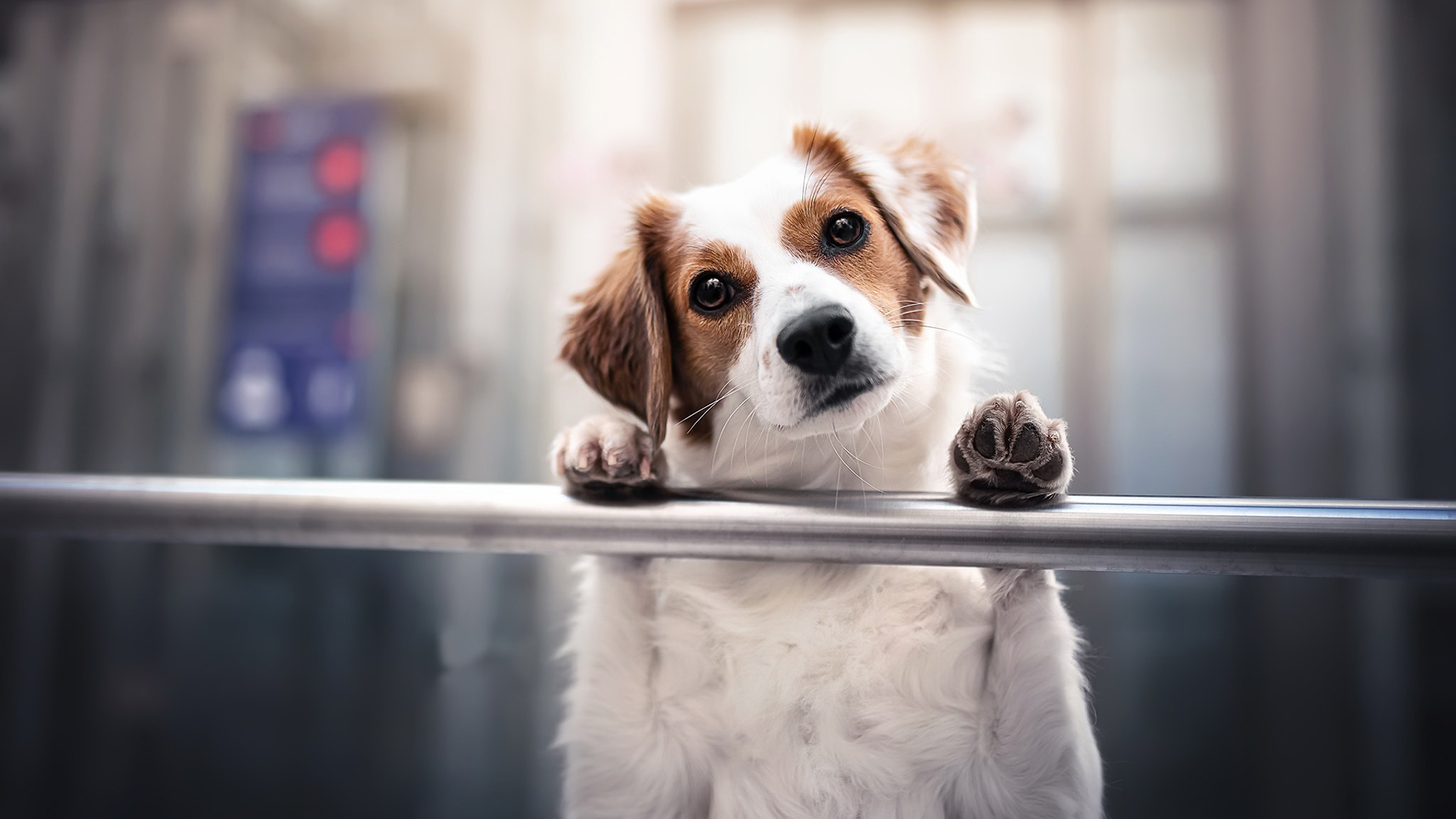 汪星人,狗狗,可爱,疑问