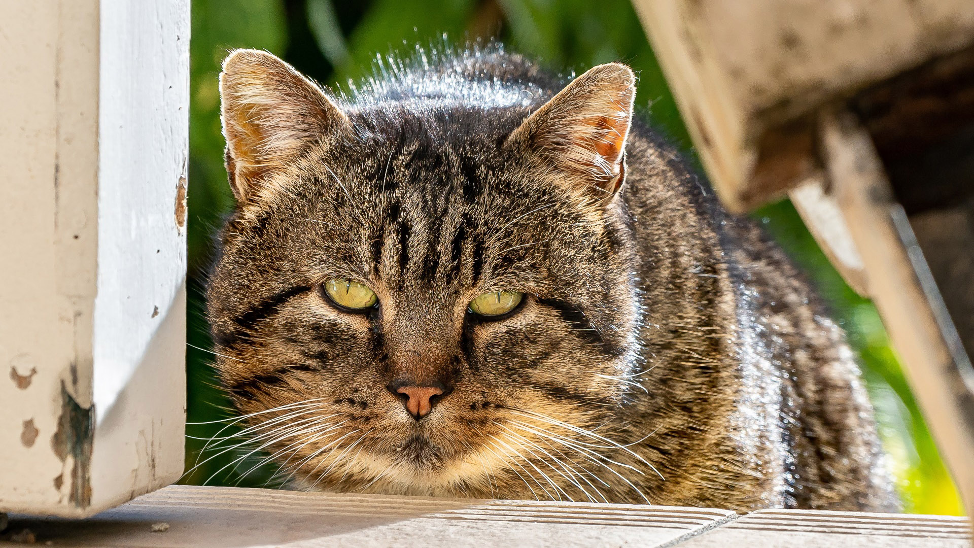 喵星人,猫咪,肥猫,大脸猫