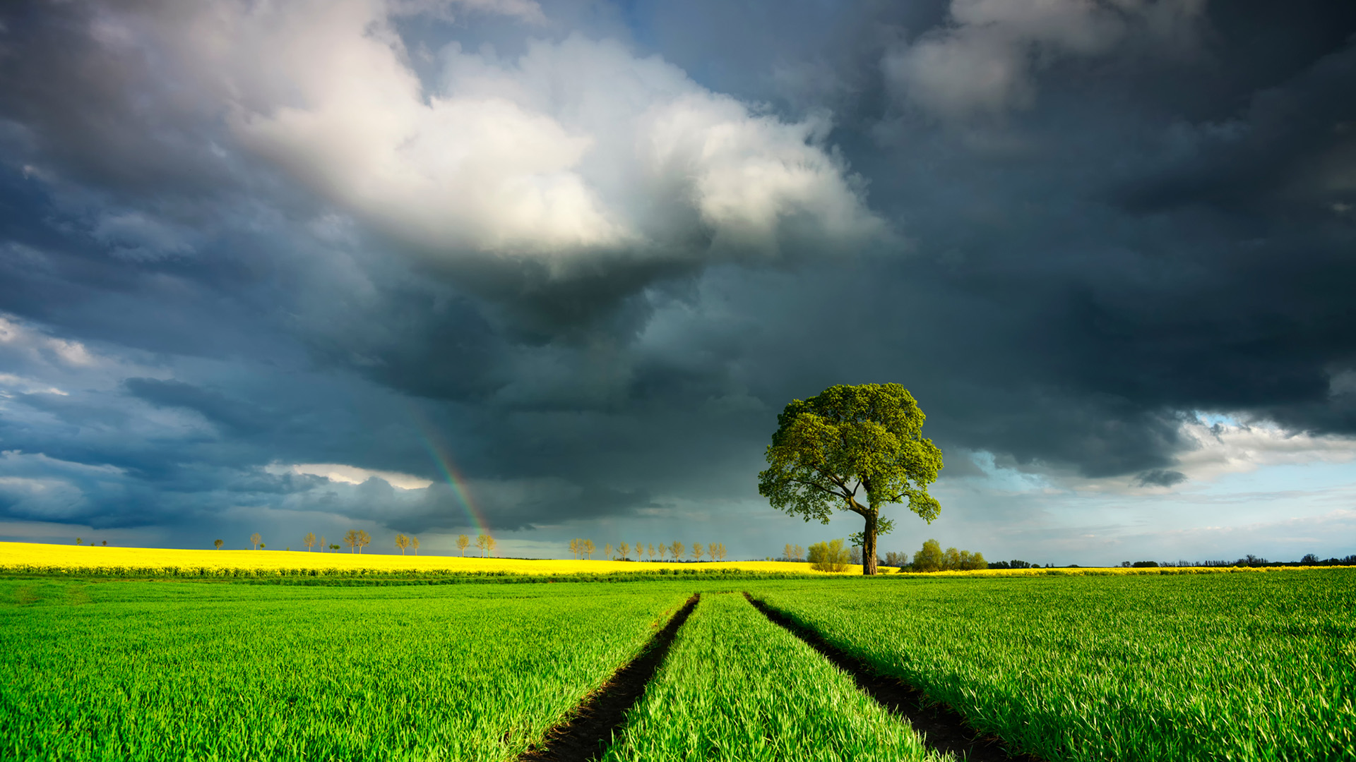乌云,麦田,树,平原,旷野