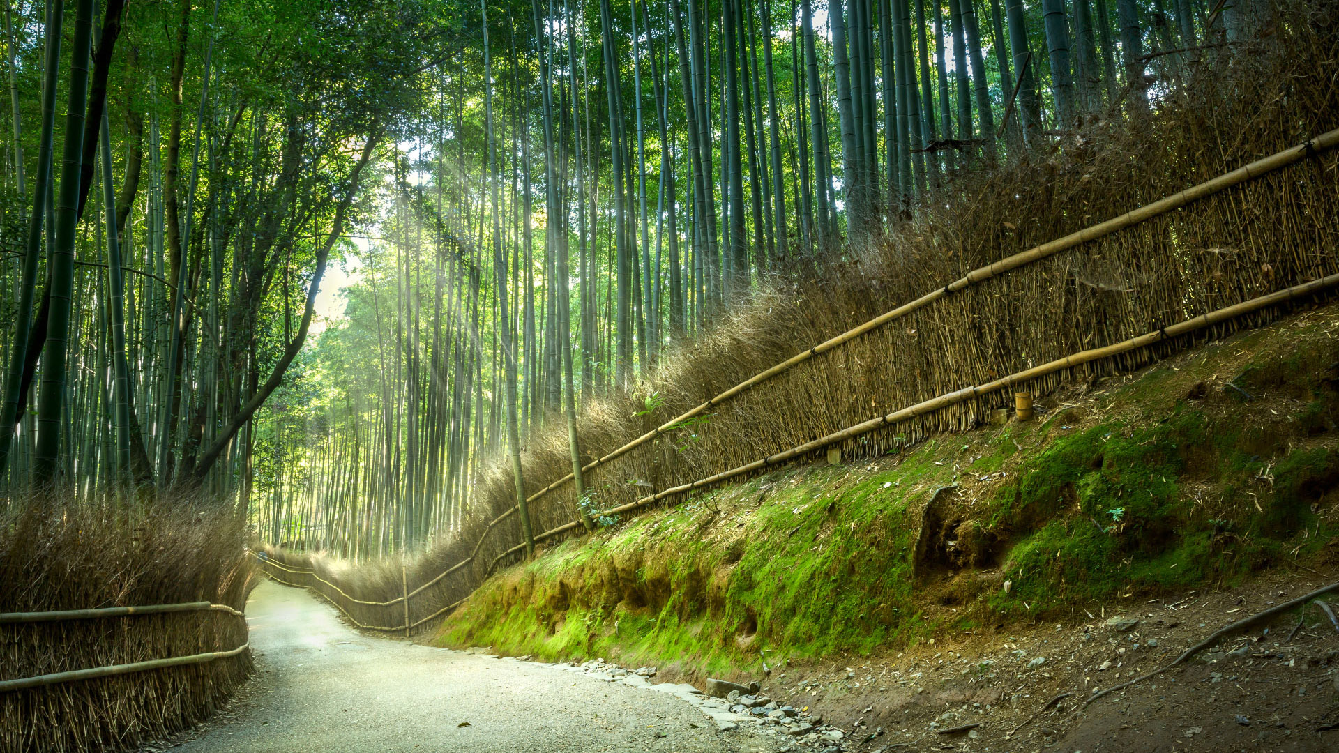 炎炎夏日,,美丽竹林,,风景,,,避暑,,护眼