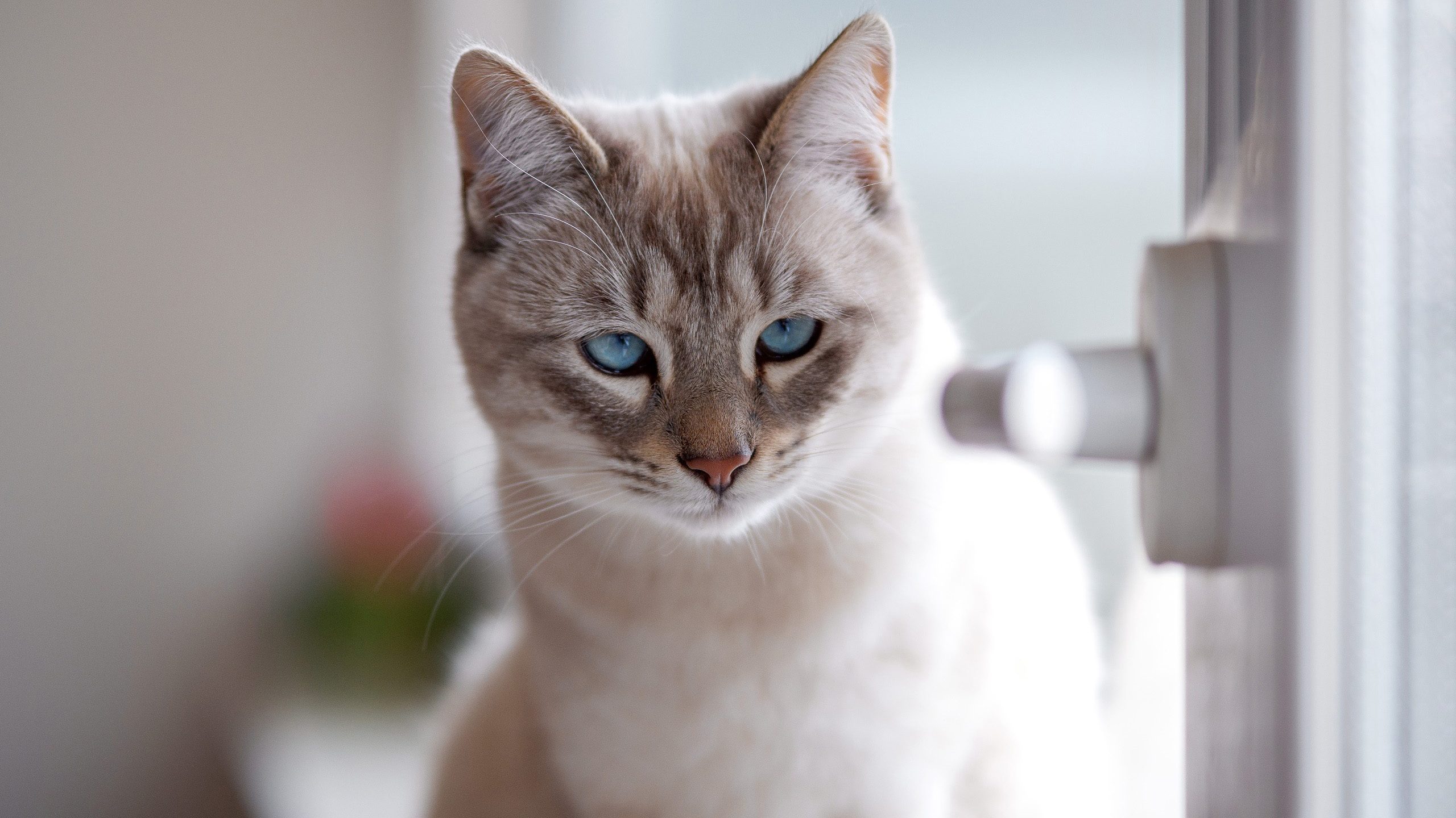 喵星人,蓝眼,猫咪,窗台,高贵