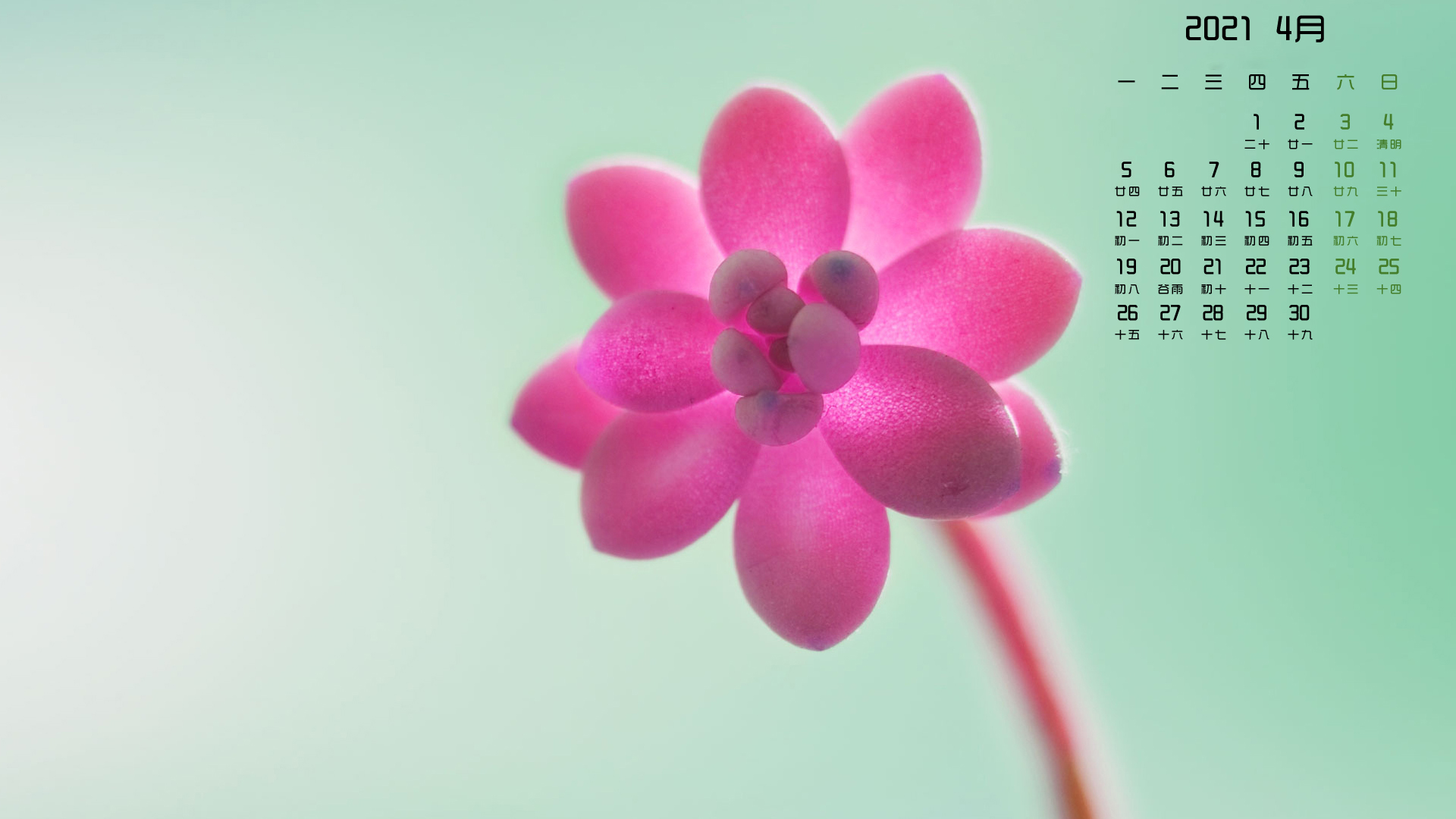 月历壁纸,,,4月,,花朵,,小清新