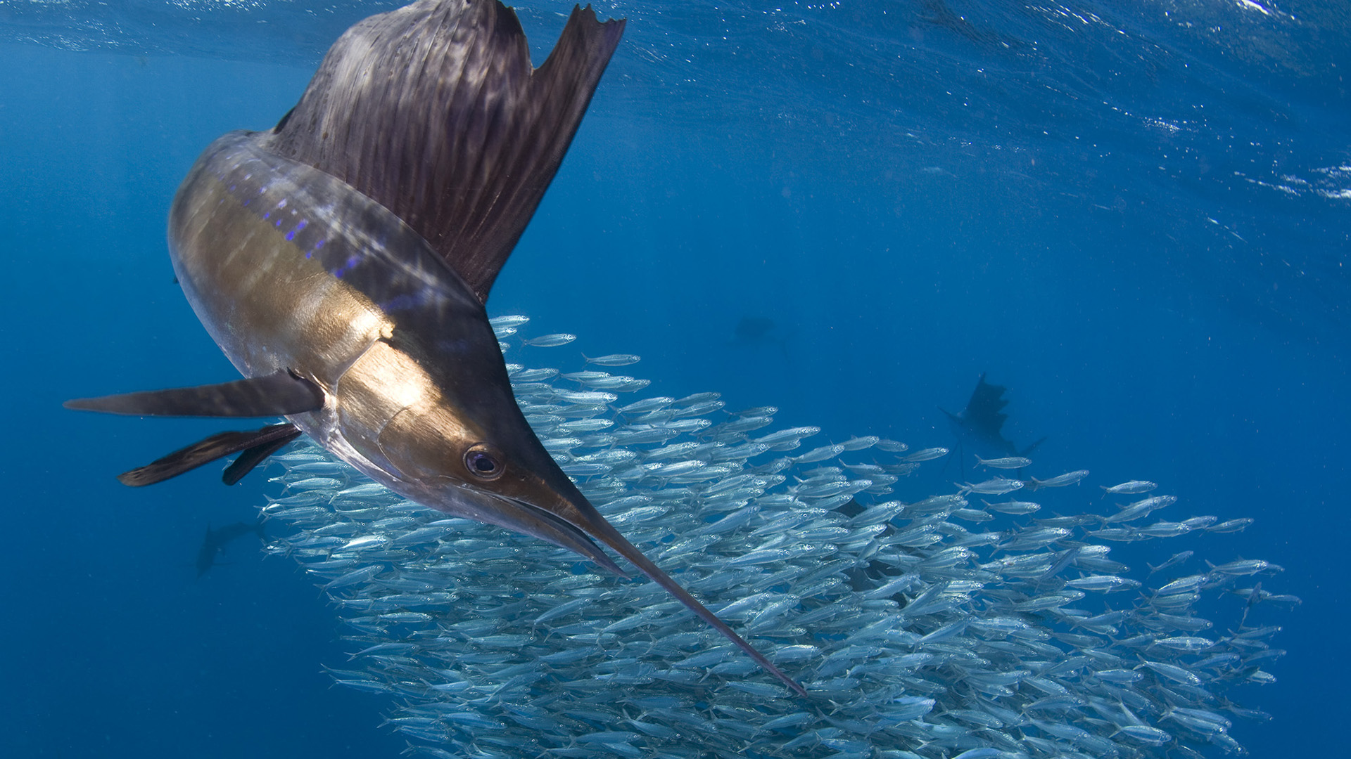 海底世界,鱼群,深海,剑鱼