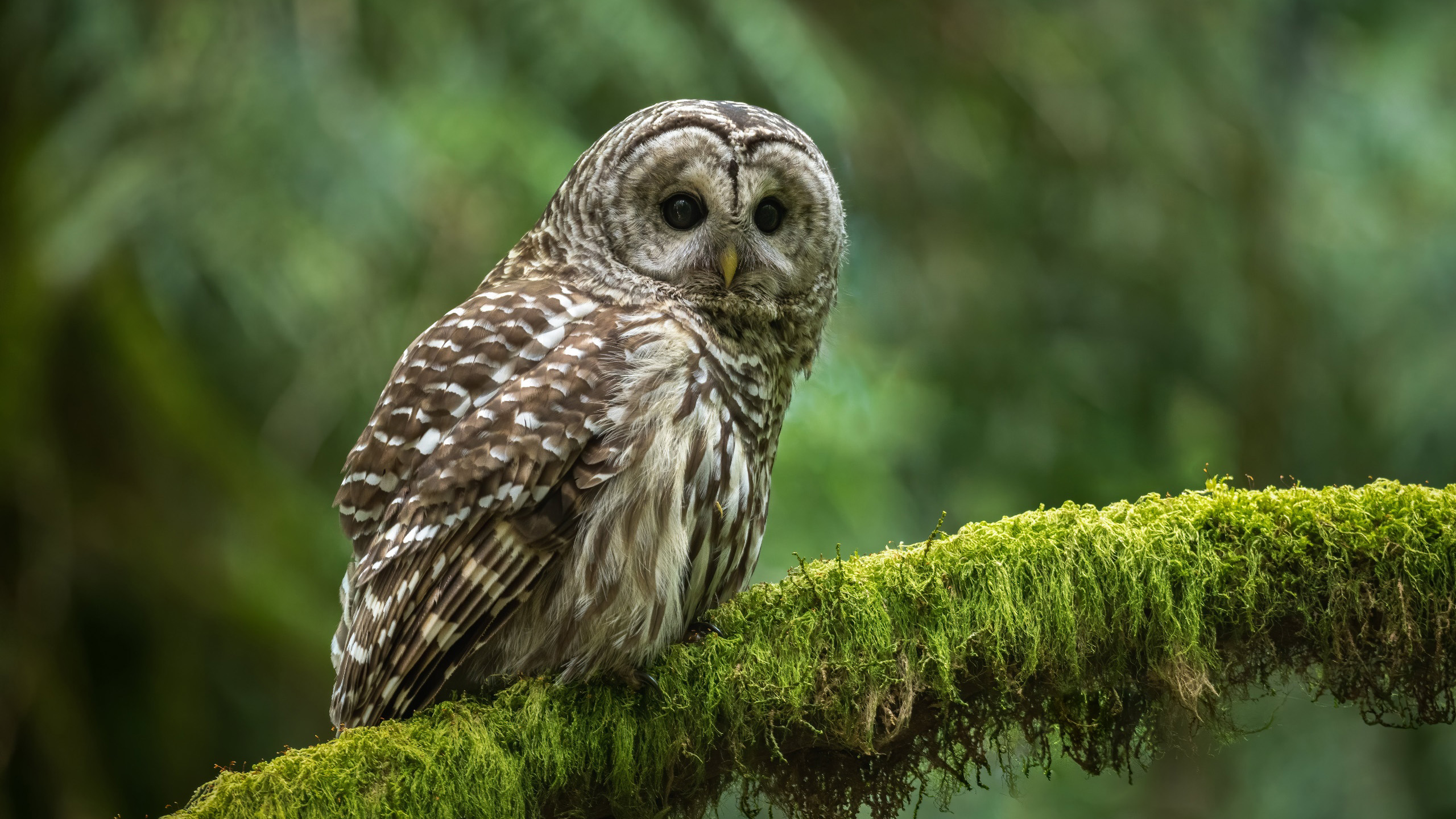 小鸟天地,猫头鹰,树丫,青苔