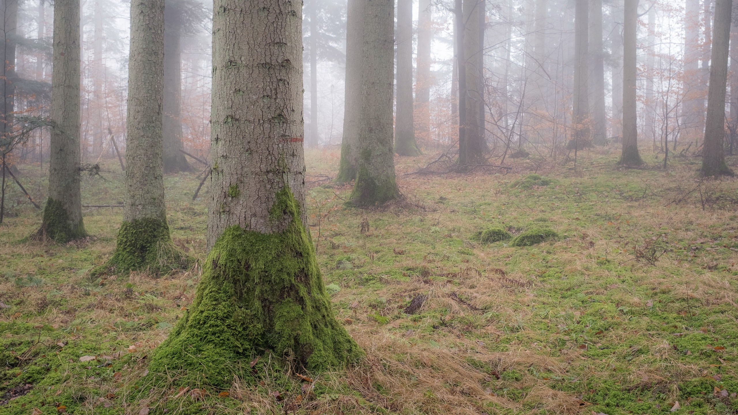 自然风光,树林,草地,晨雾