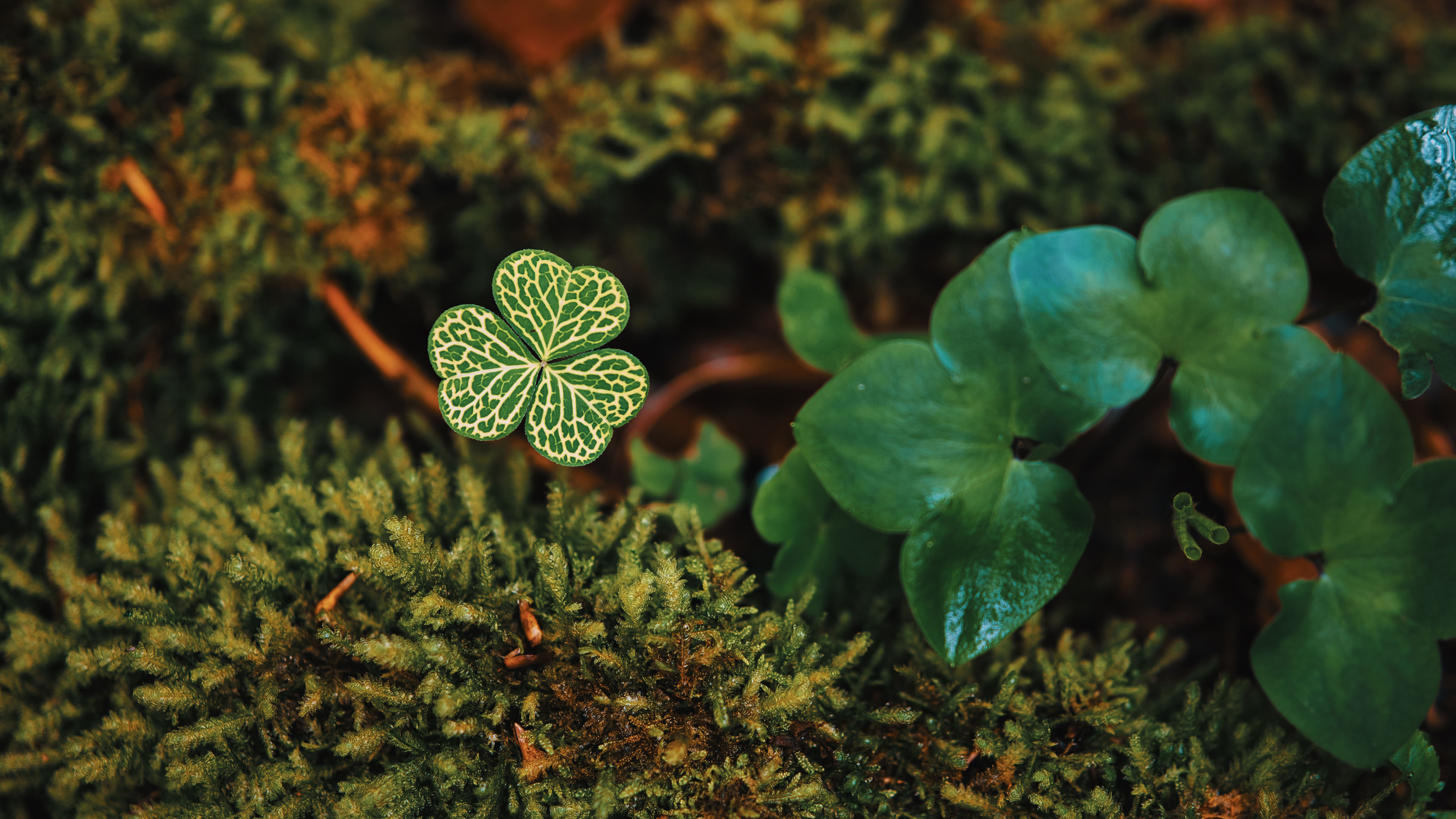 三叶草,青苔,草地,青草