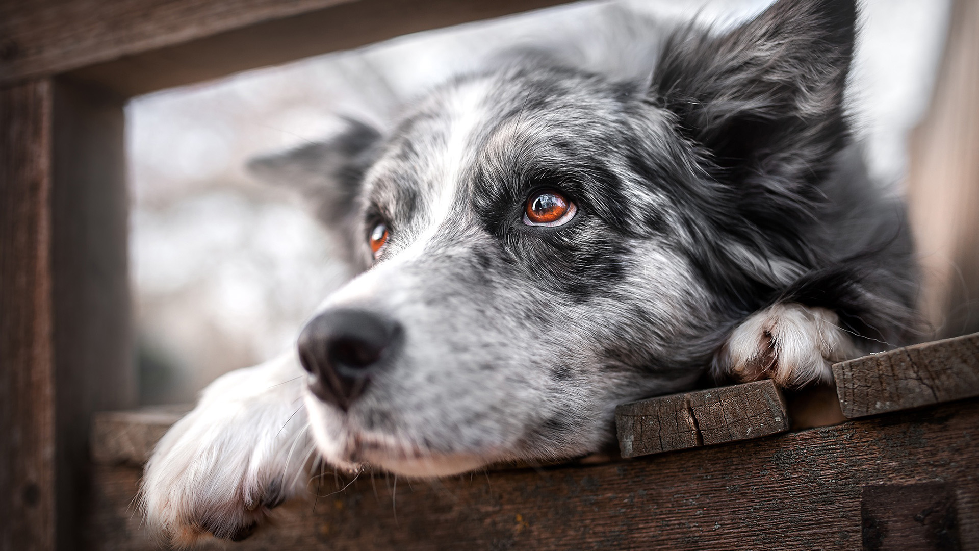 汪星人,狗狗,可爱,心事