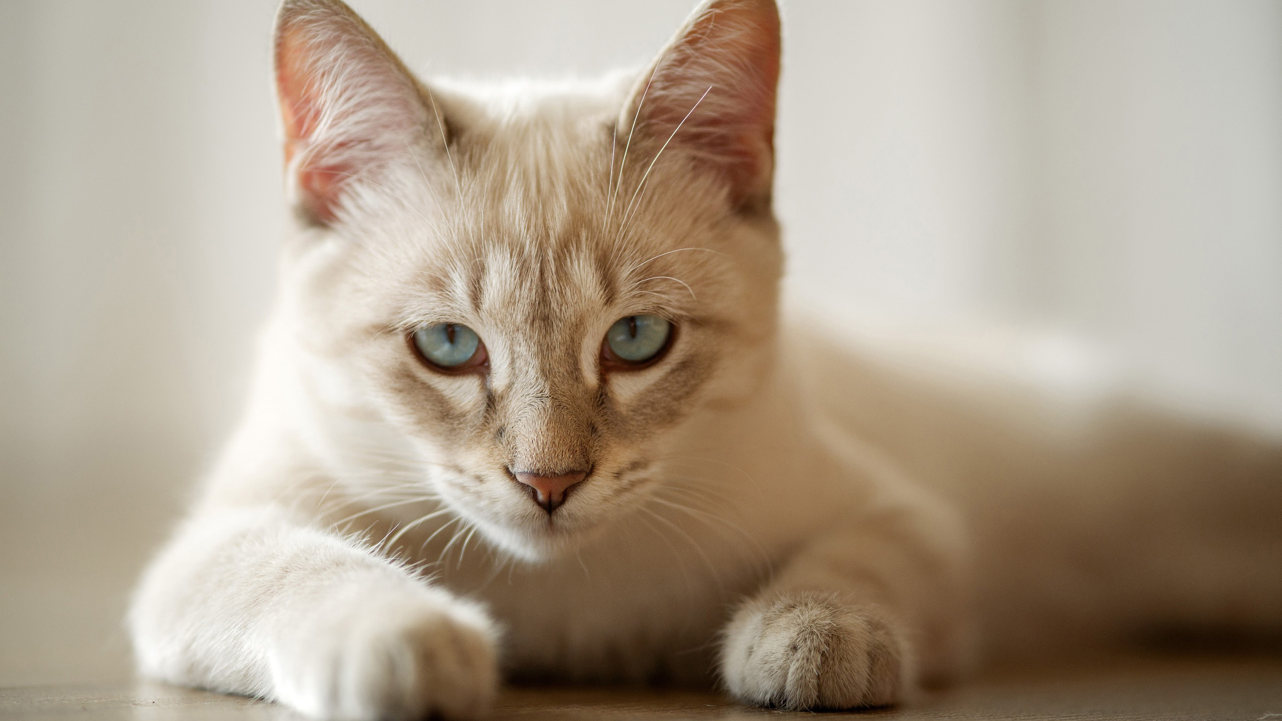 喵星人,猫咪,小黄猫,可爱