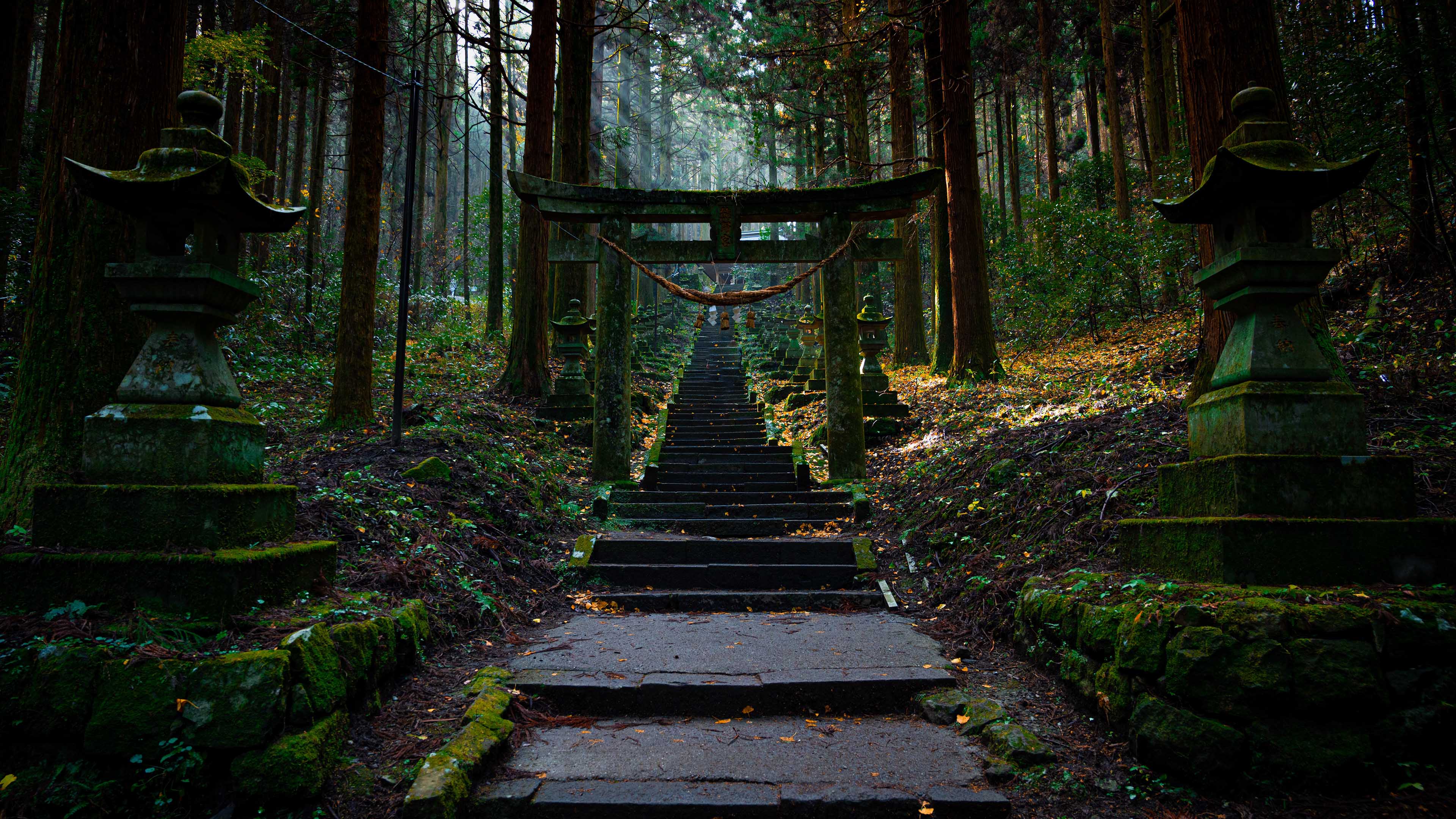 神社,台阶,森林,树林,神秘