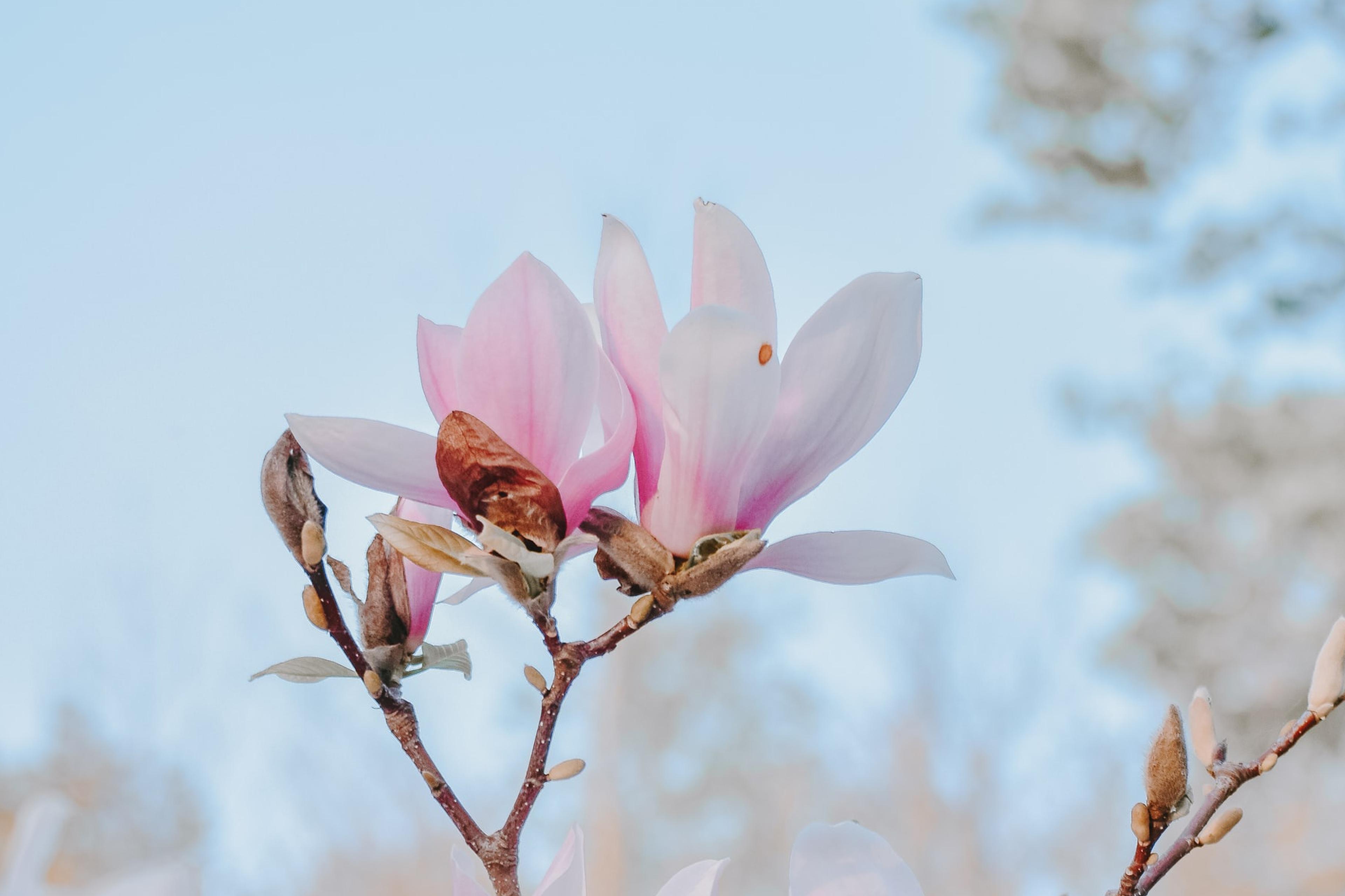 清新淡雅,,清新,迷人,,玉兰花