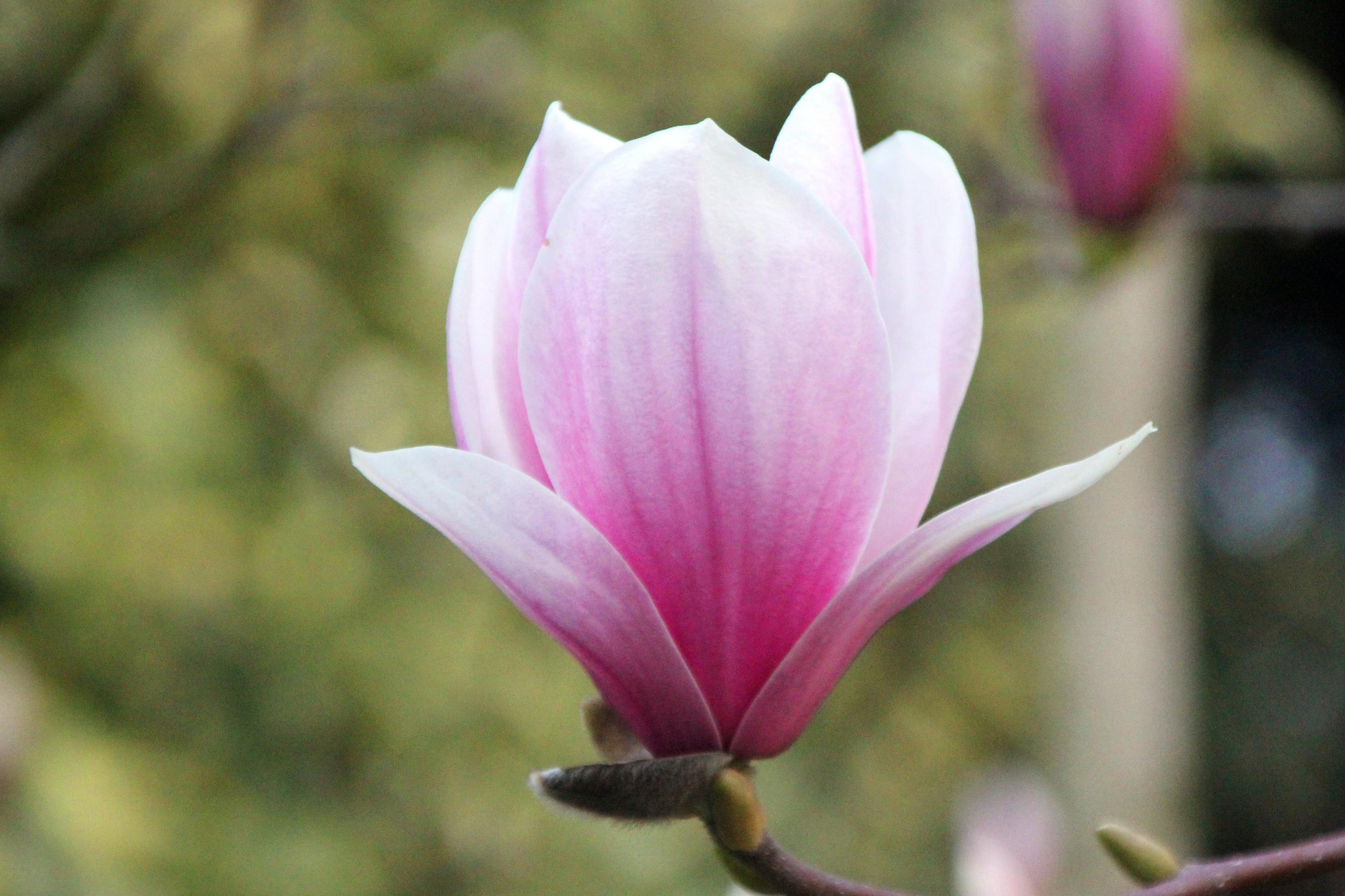 清新淡雅,,清新,迷人,,玉兰花