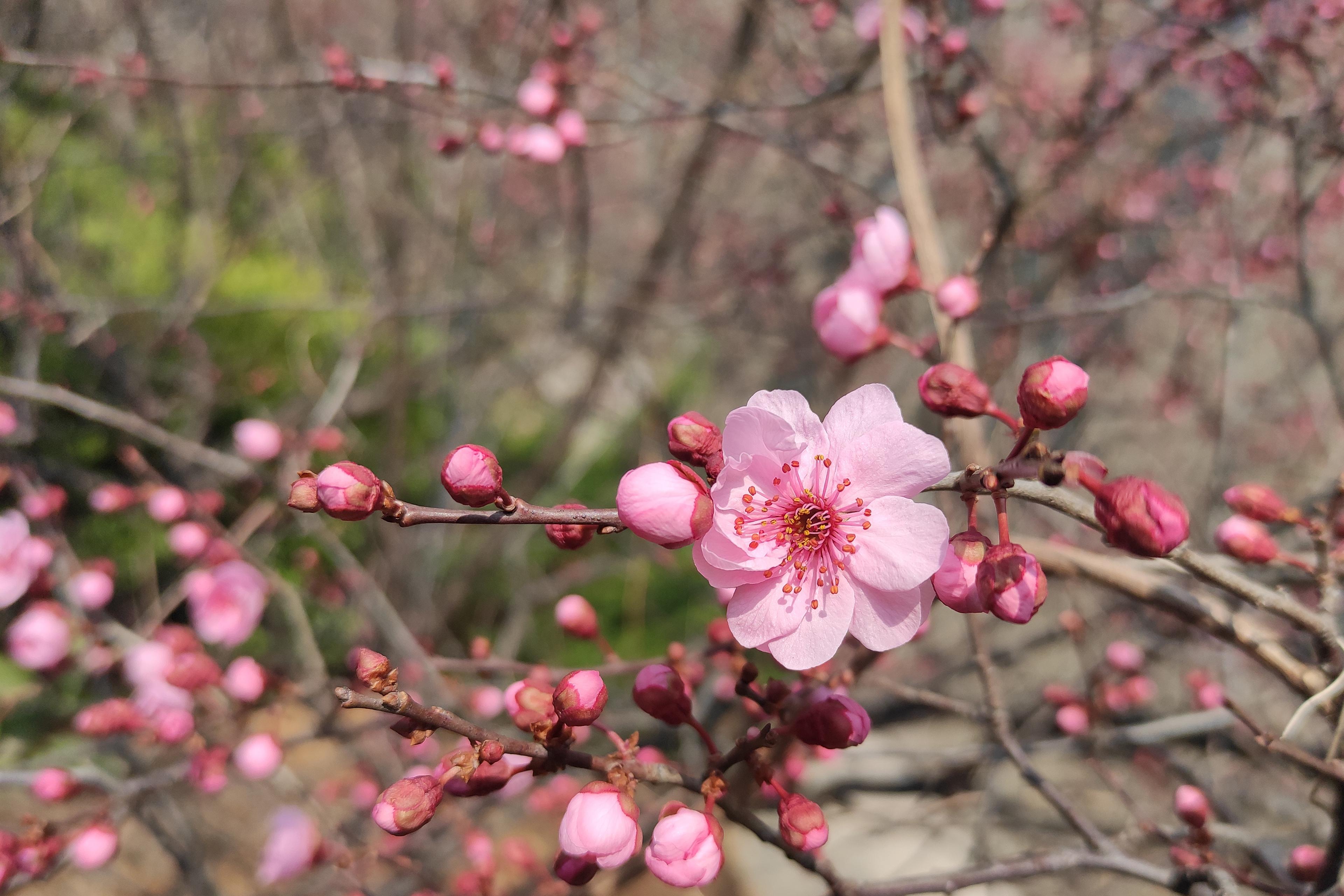 娇艳欲滴,,春天,,桃花,,艳丽
