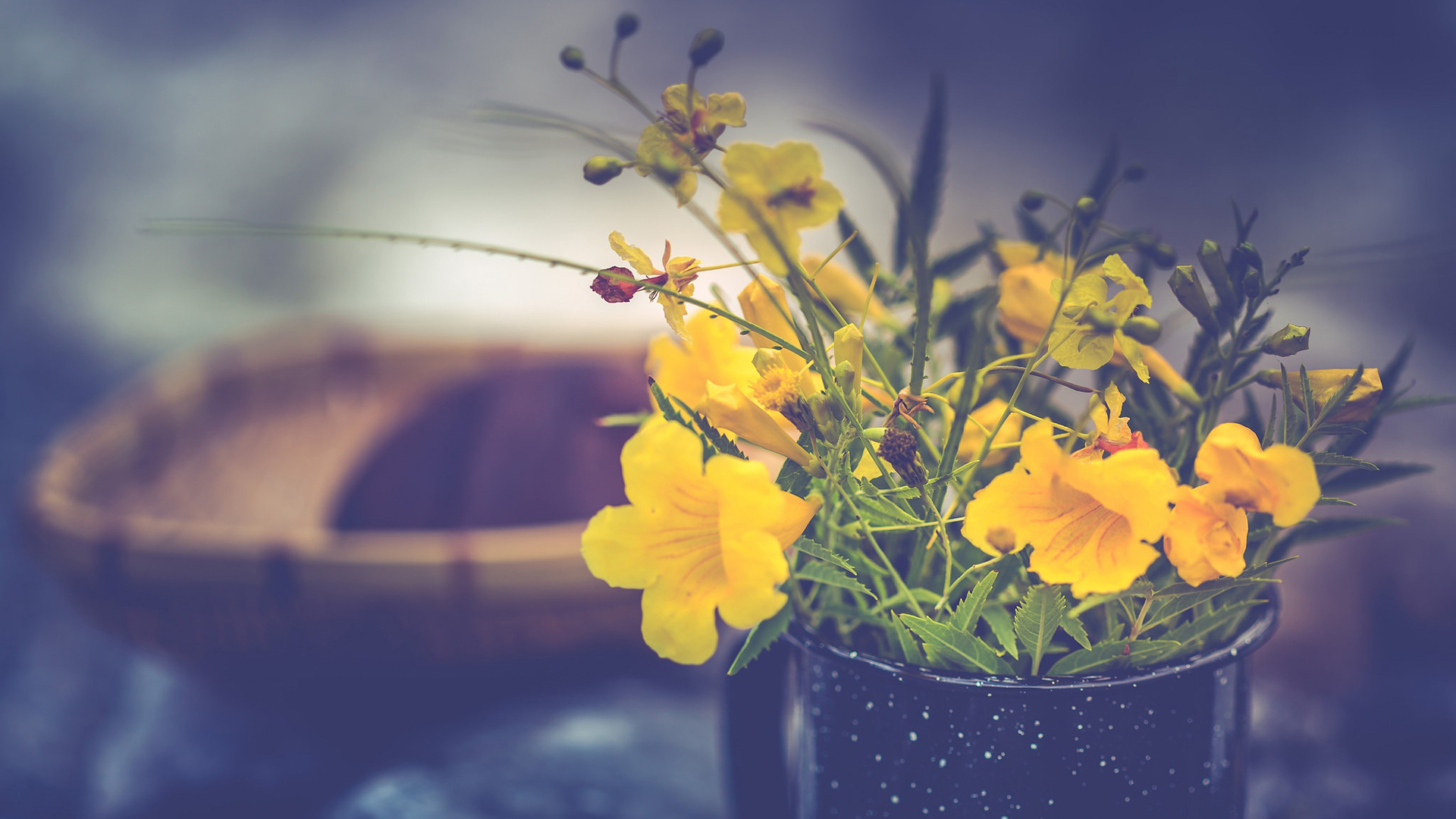 舒缓压力,文艺,小野花