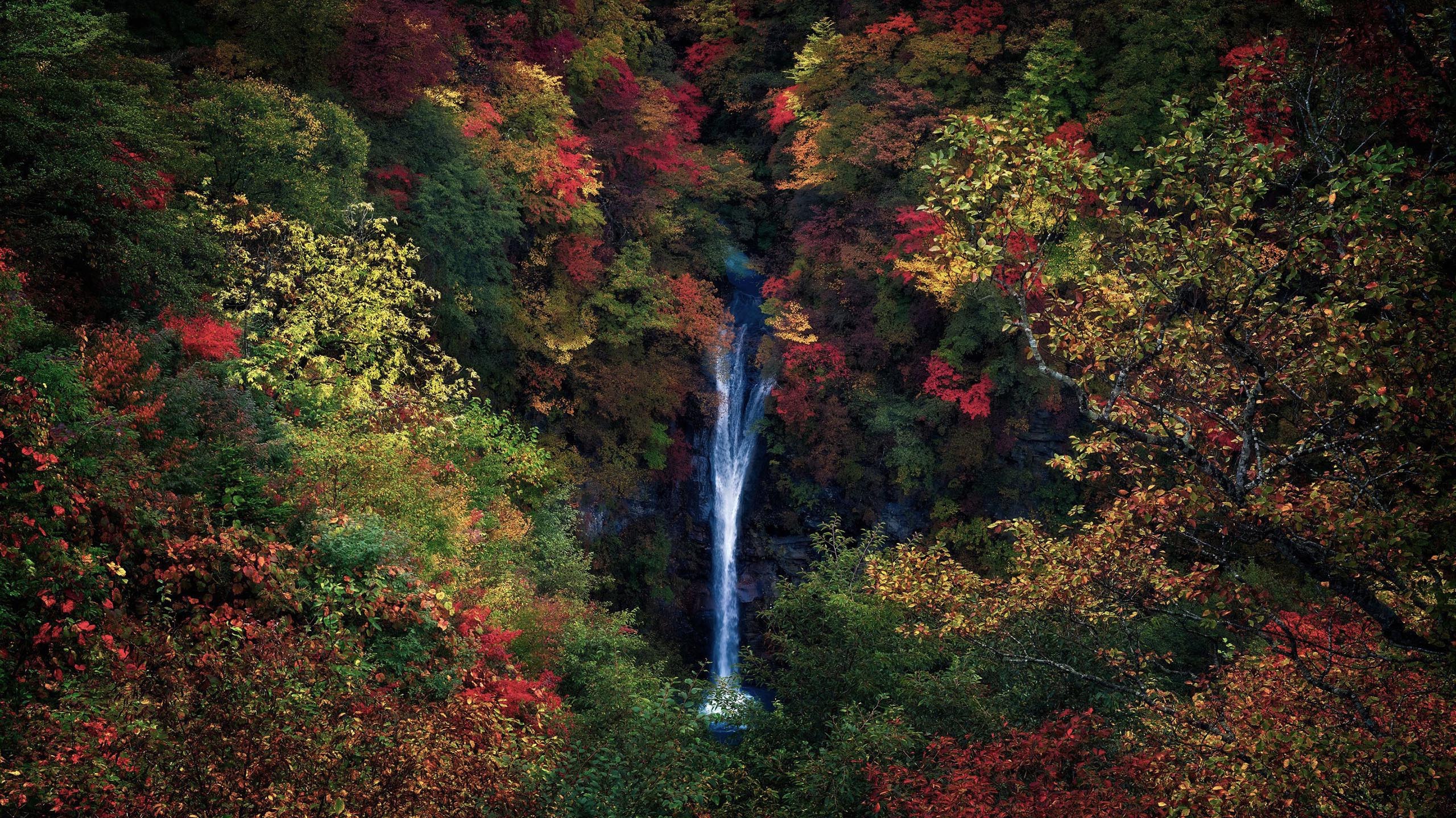 秋意正浓,瀑布,红树林,航拍,森林