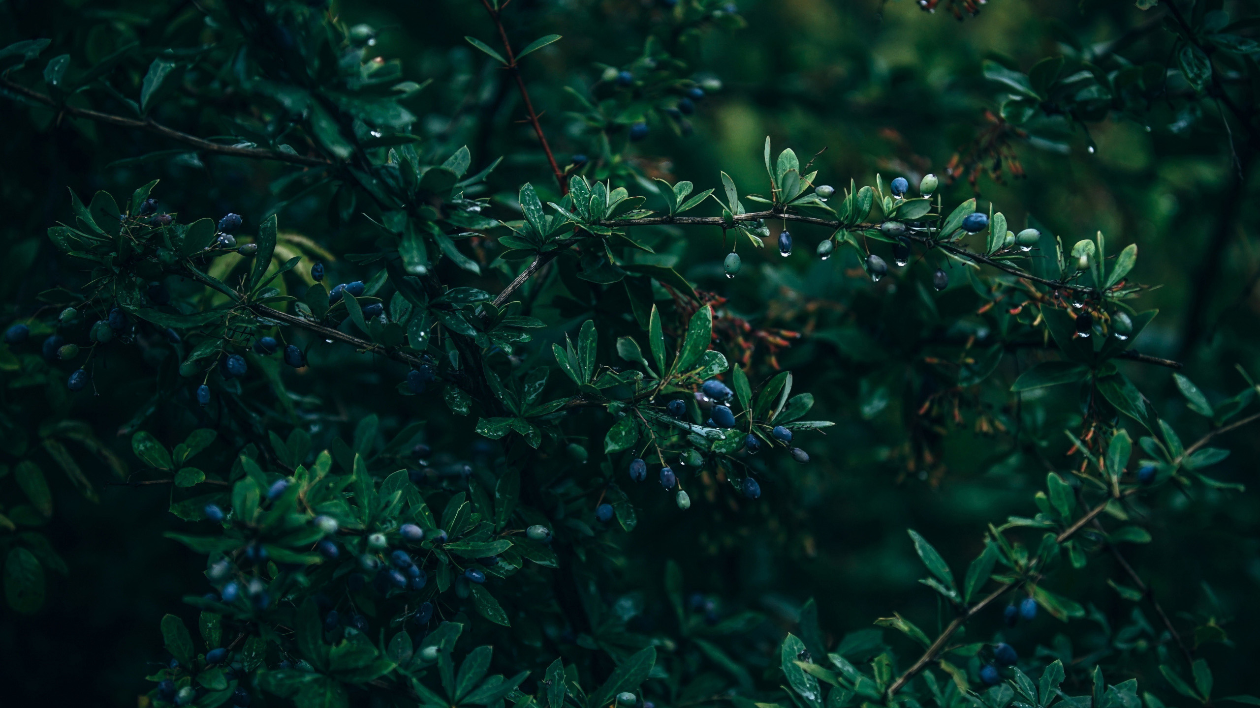 护眼壁纸,春雨,碧绿