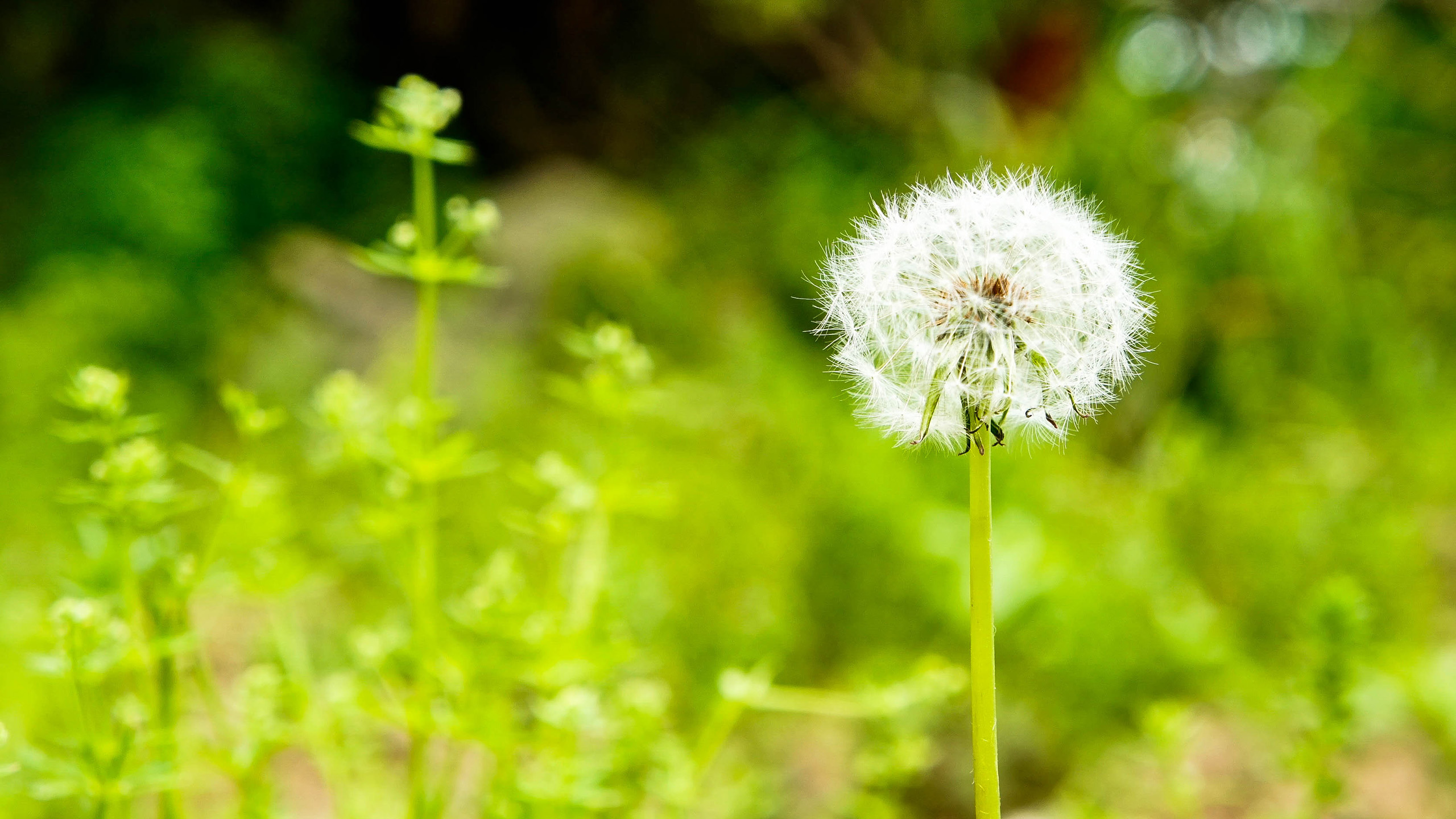 鸟语花香,蒲公英,野花
