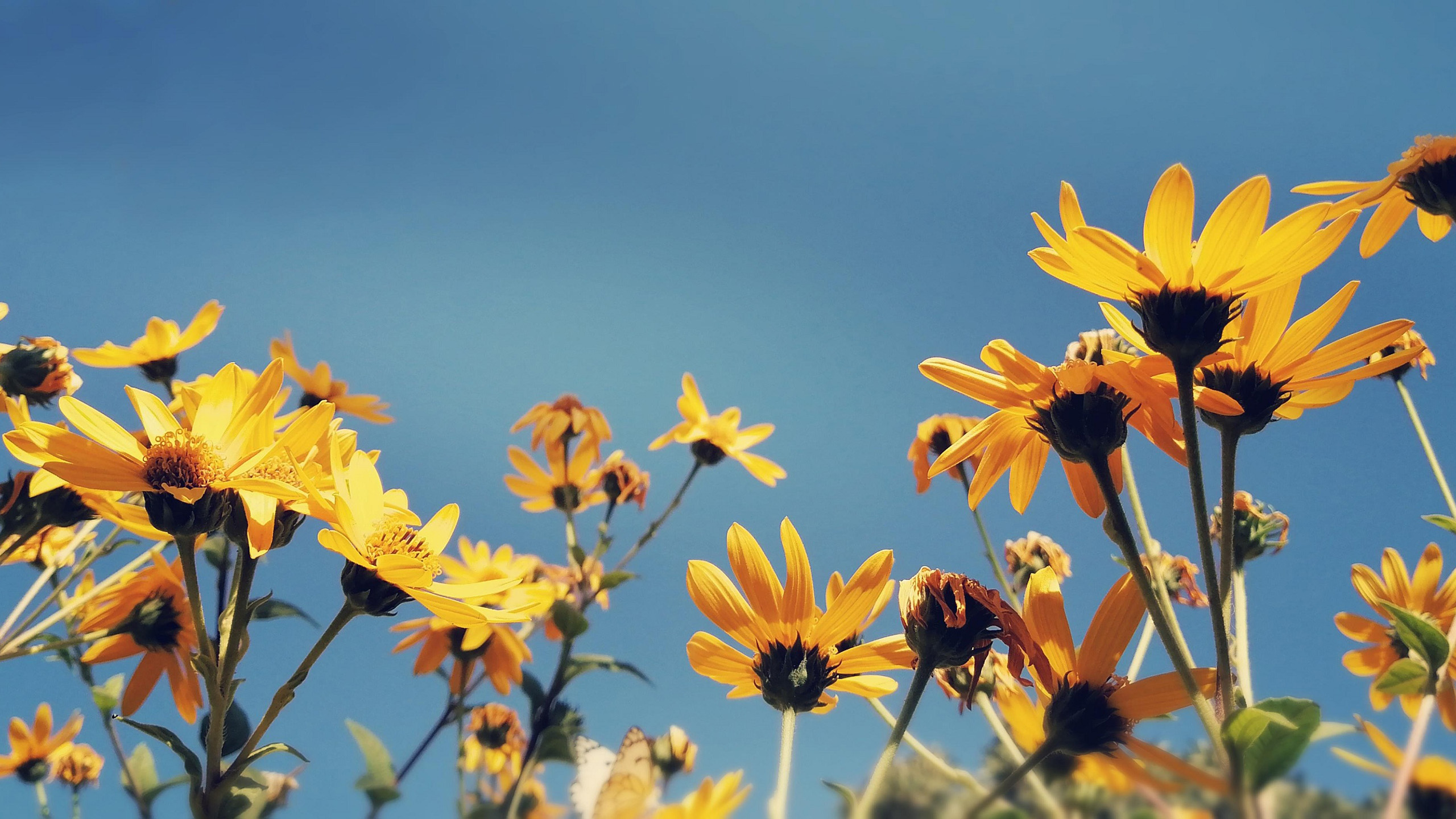 鸟语花香,计划,花丛,黄花