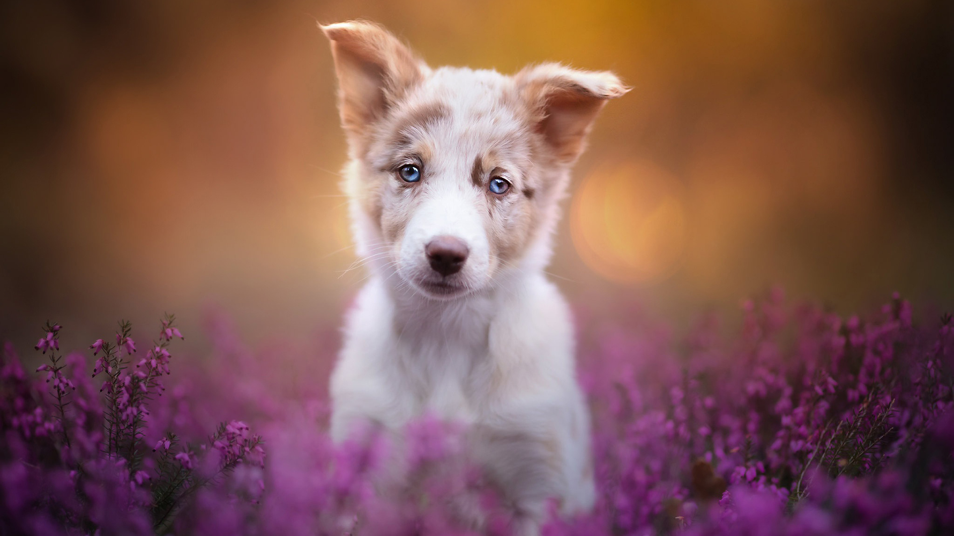 汪星人,薰衣草,可爱狗狗