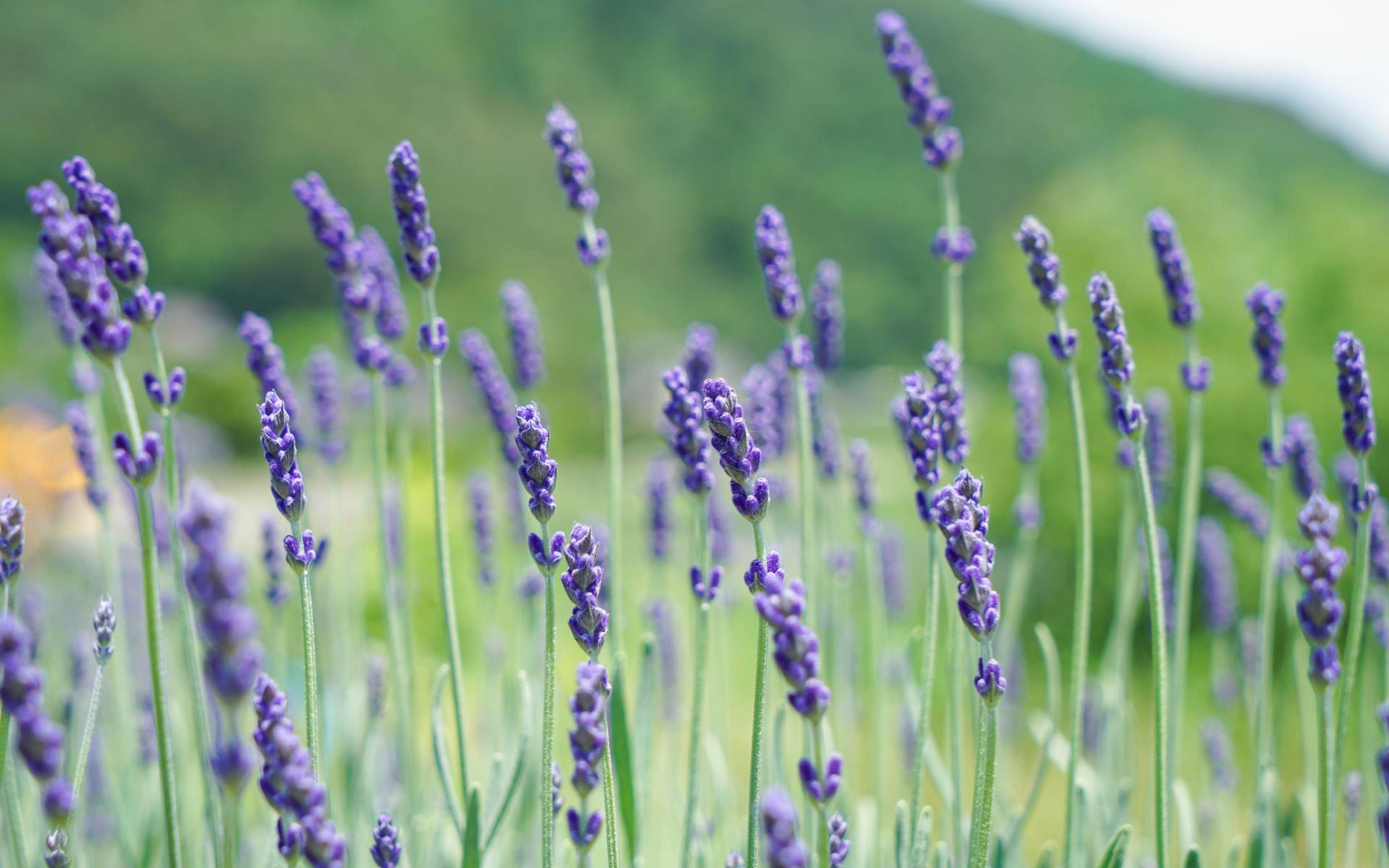 清新淡雅,,薰衣草,,紫色,,美丽,