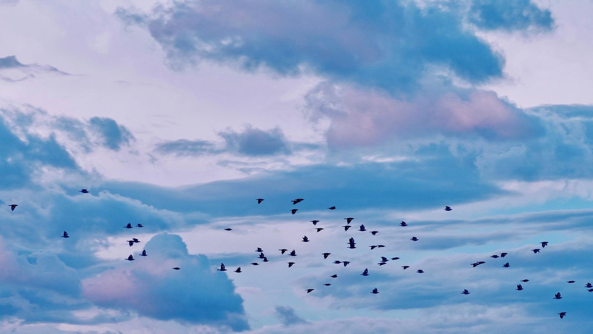 落日余晖,鸟群,飞鸟,云彩,蓝天