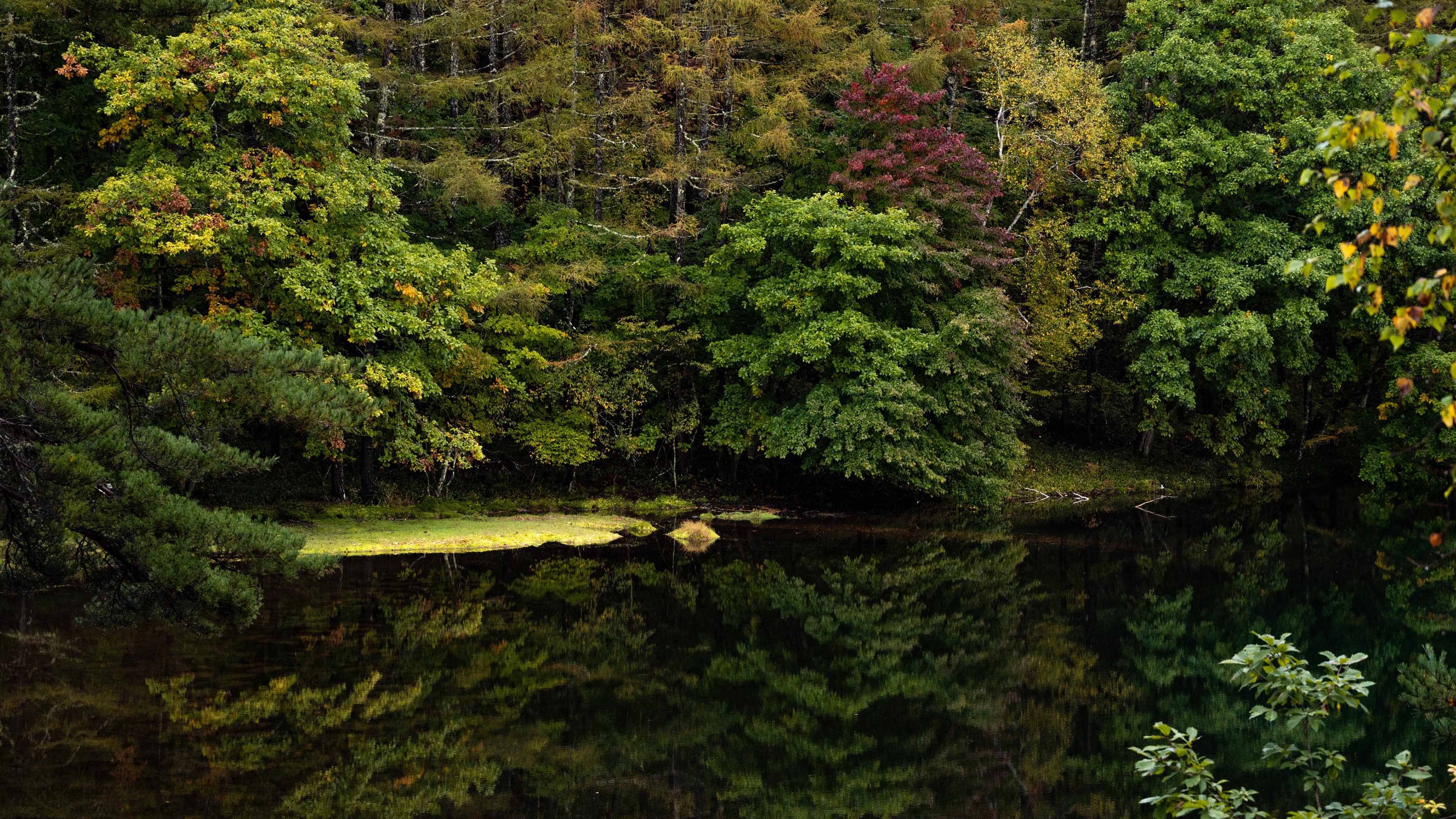 炎炎夏日,池塘,湖,倒影,树林