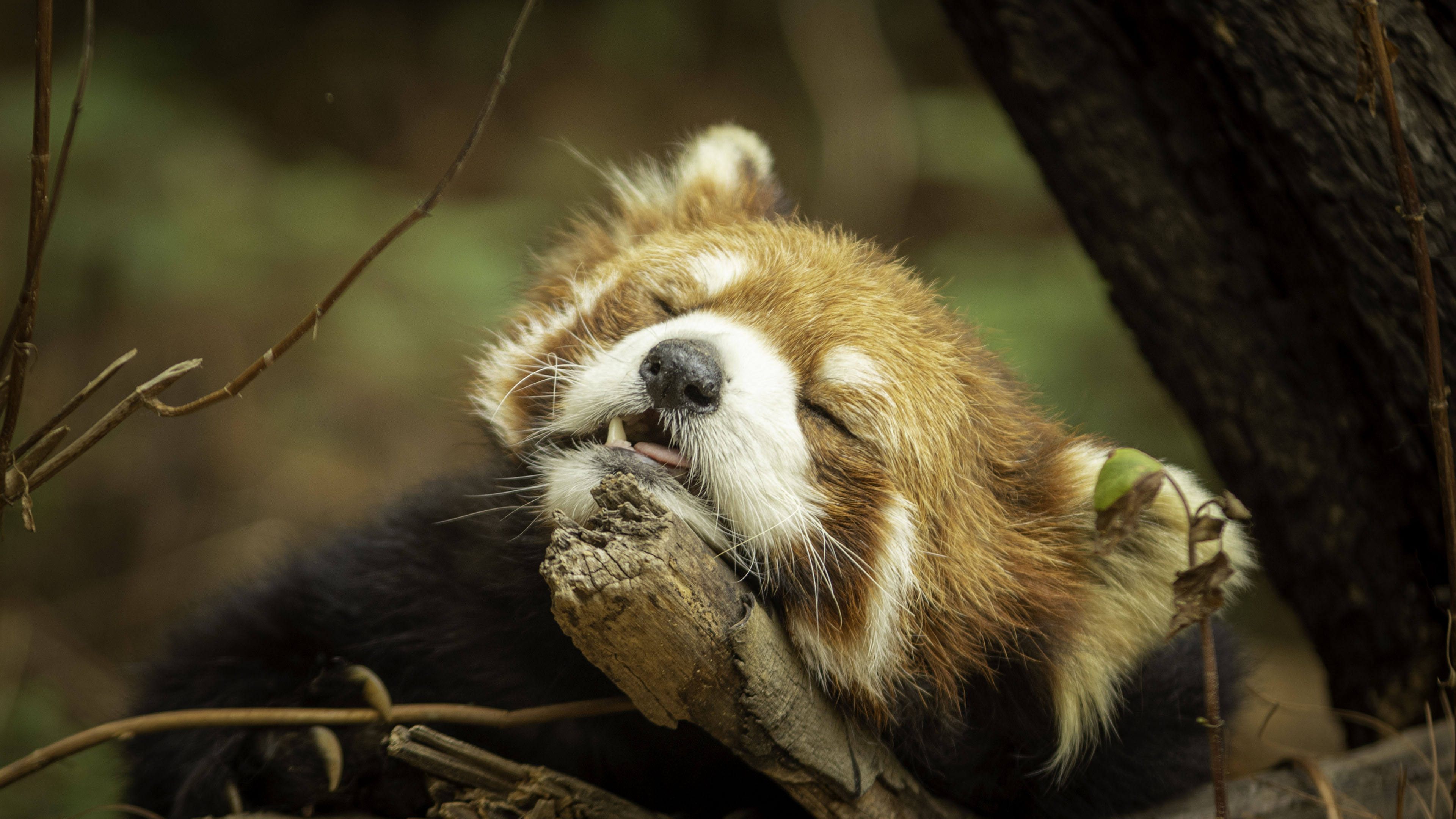 野生动物,浣熊,睡觉,可爱