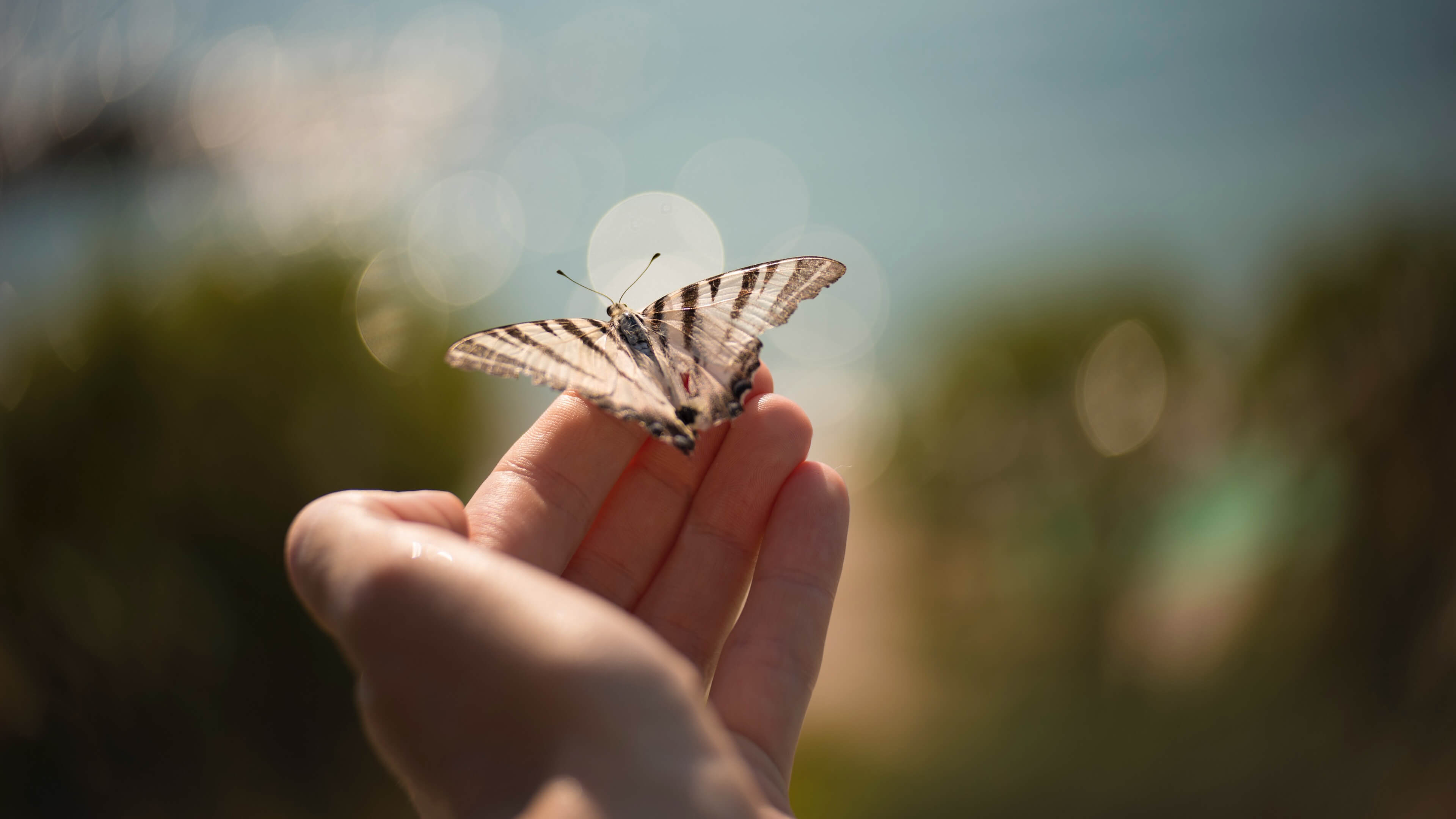 舒缓压力,蝴蝶,手,唯美