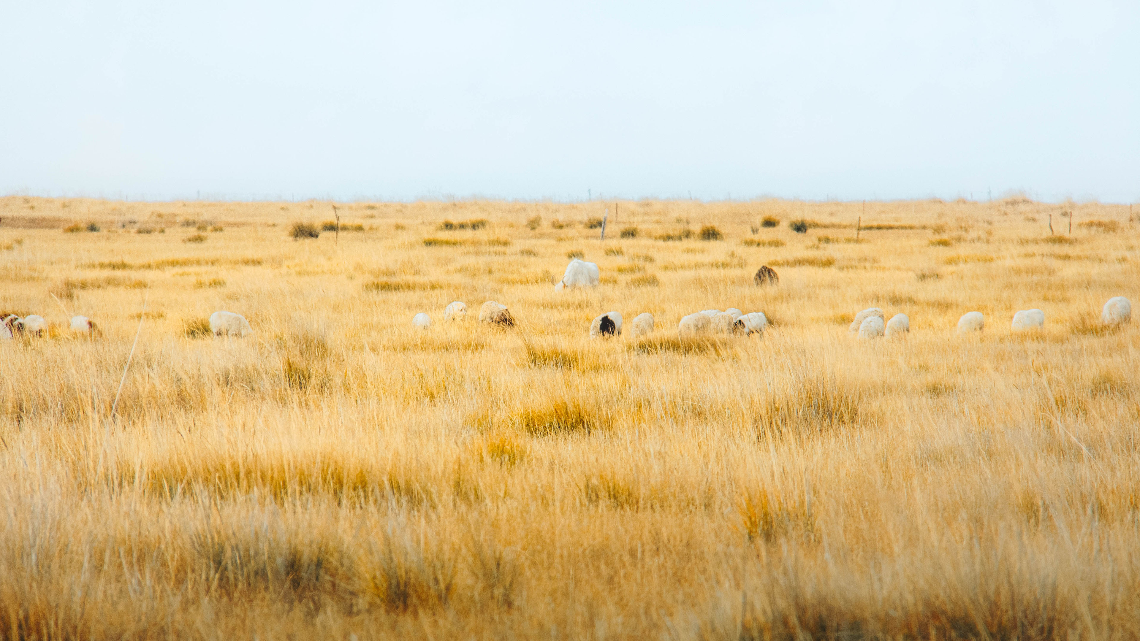 秋意正浓,草原,牧场,牧羊,羊群
