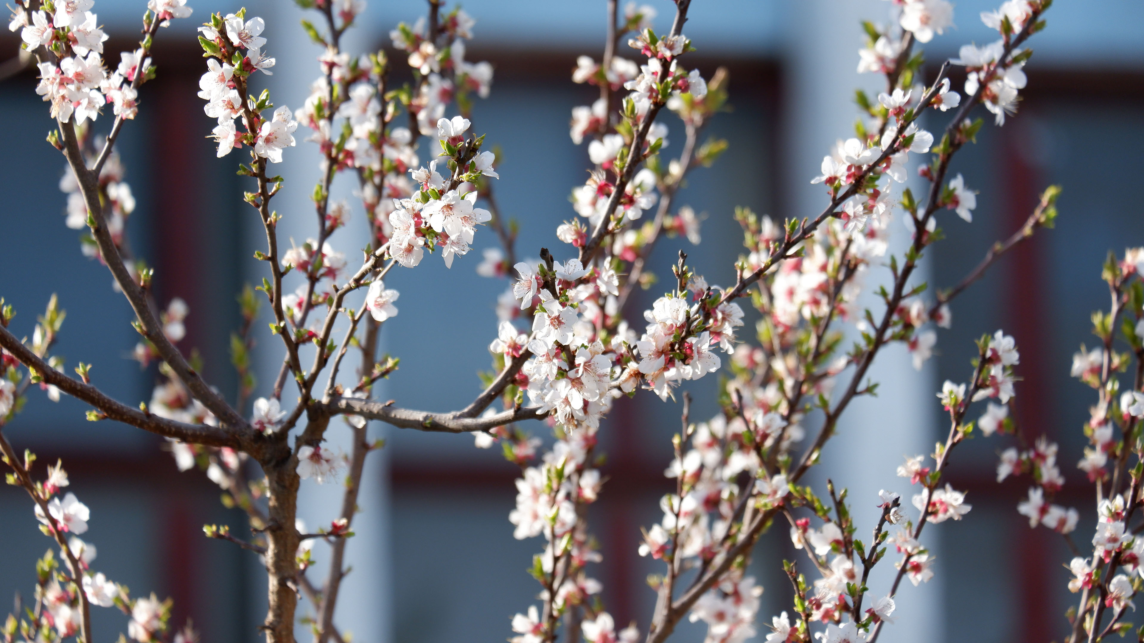 鸟语花香,樱花,春天