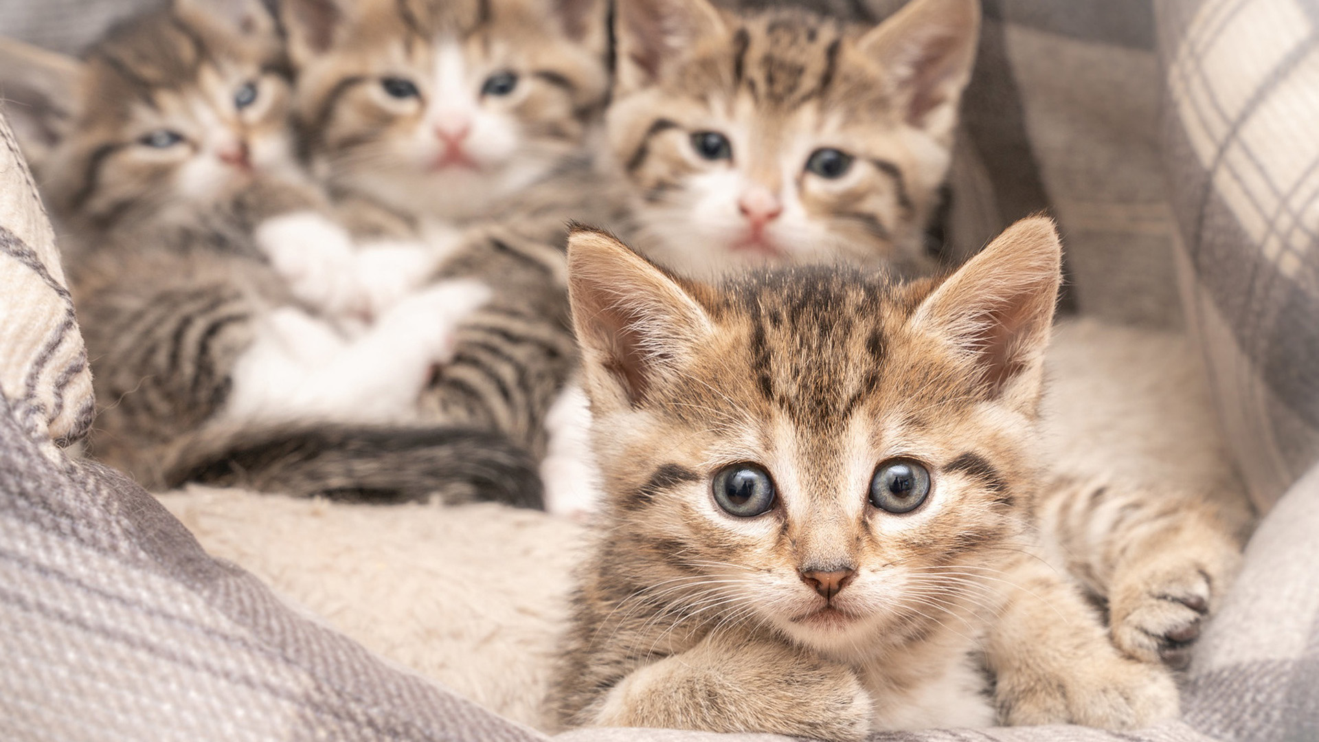 喵星人,猫咪,奶猫,可爱