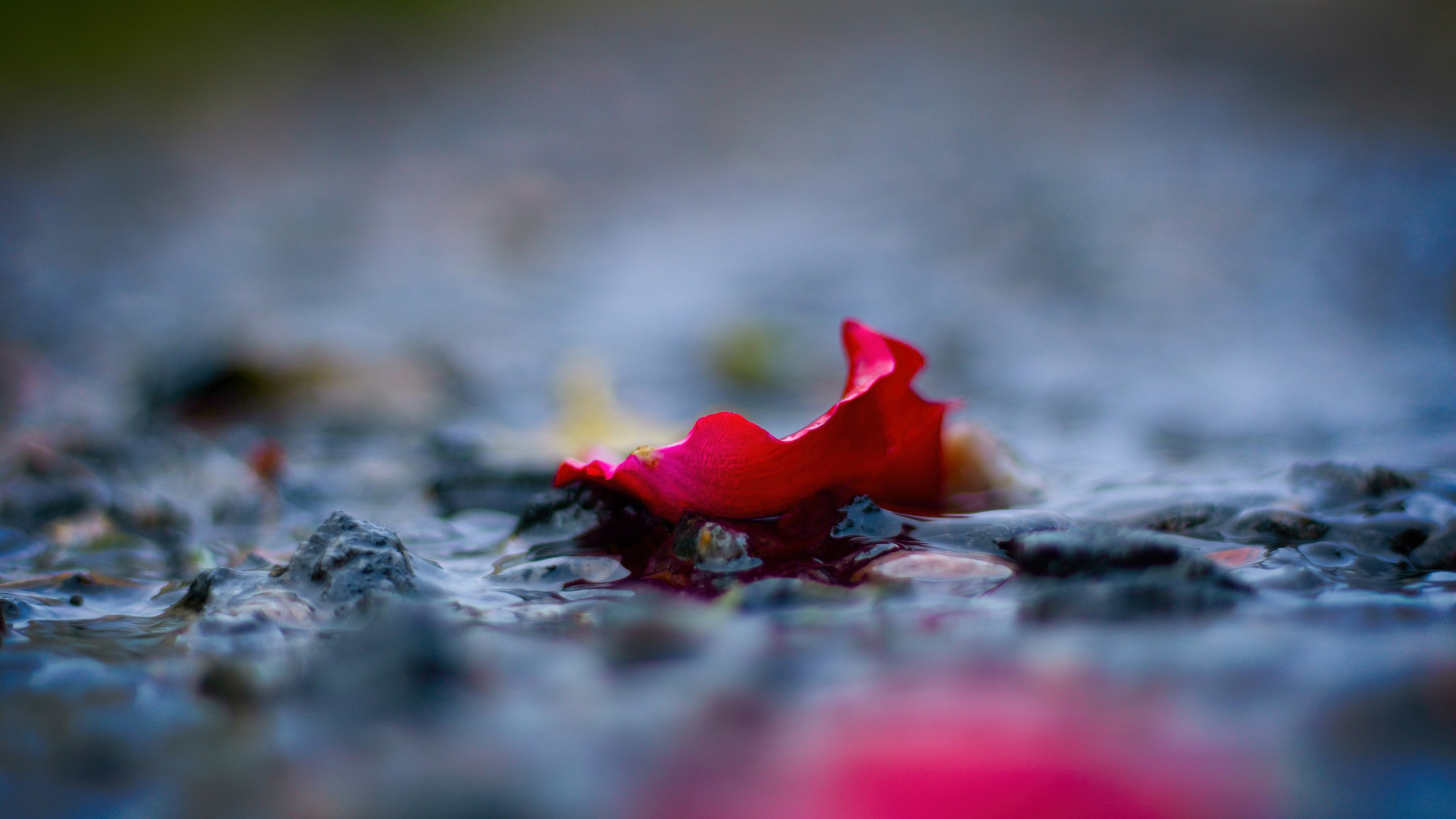 静物写真,花瓣,玫瑰,落花