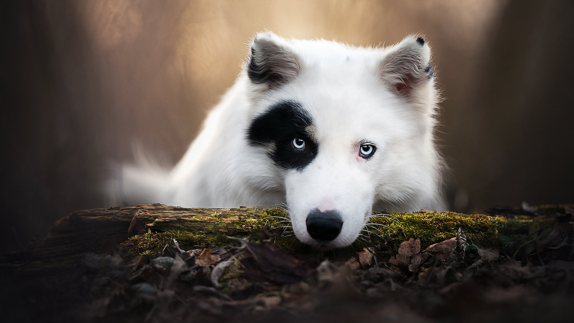 汪星人,狗狗,大白狗,特写