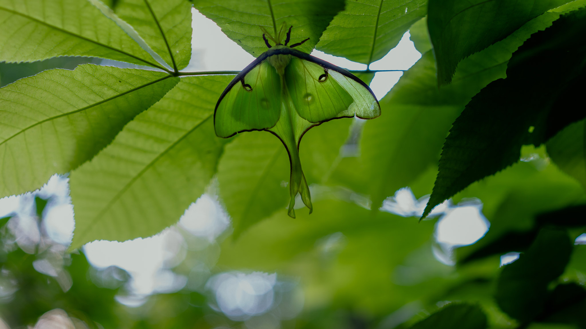 野生动物,蝴蝶,夏天