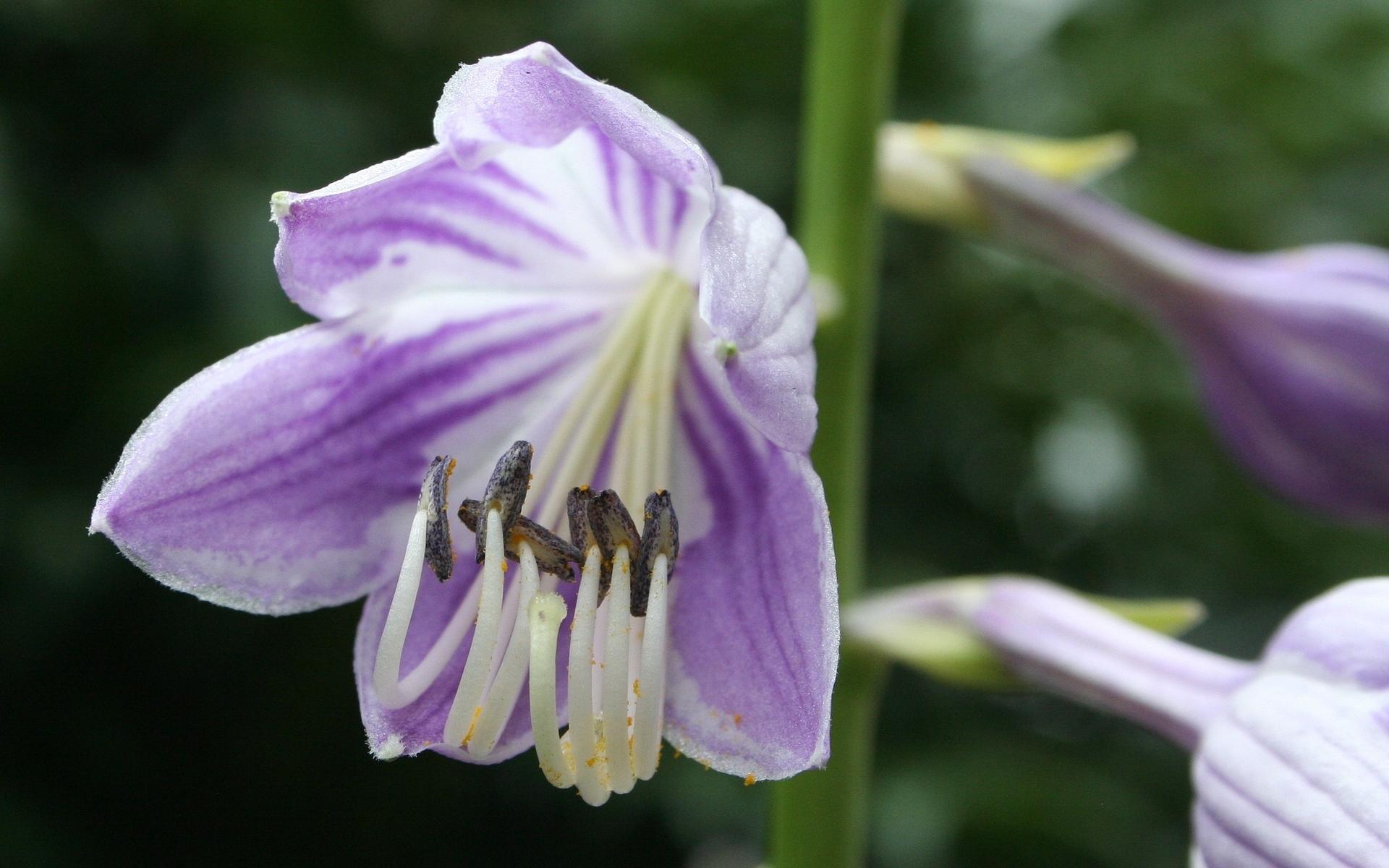 清新淡雅,,清新,,迷人,,玉簪花,,紫色