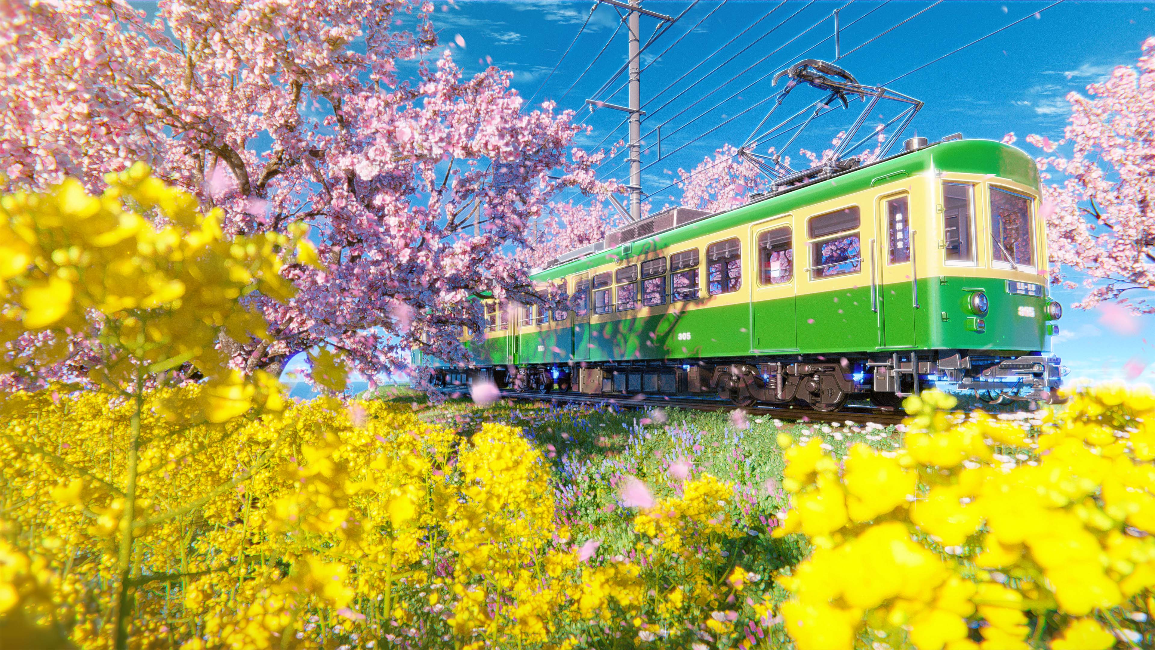 电车,油菜花,樱花,春天