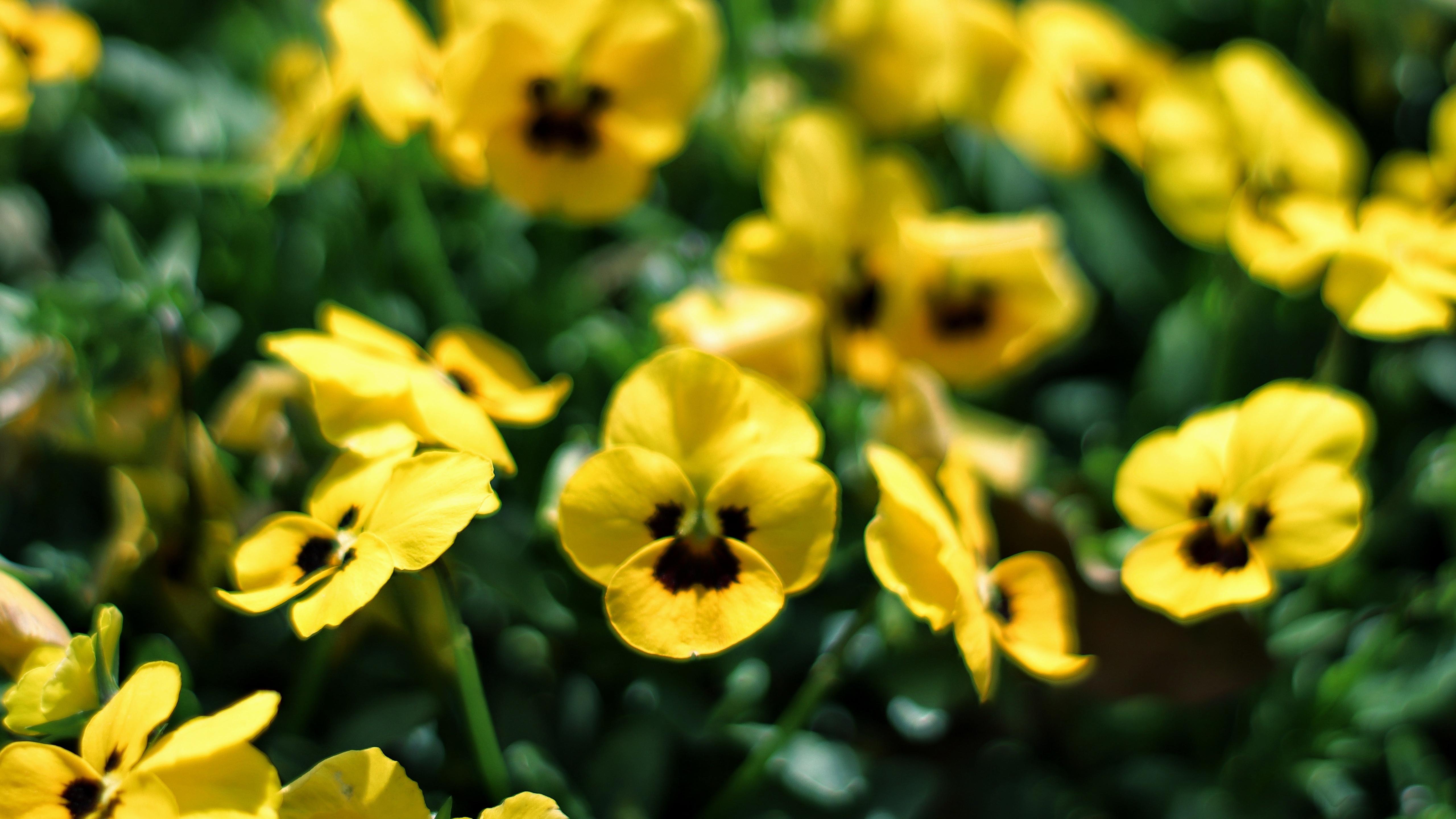 清新淡雅,,可爱小巧,,角堇,,,黄色