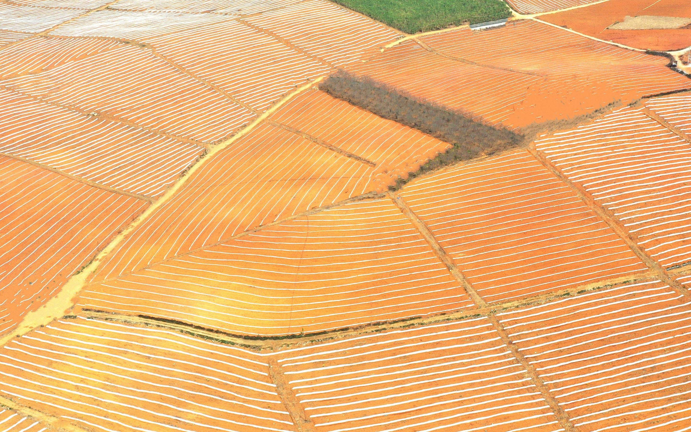 自然风光,,唯美田地,,,金黄色