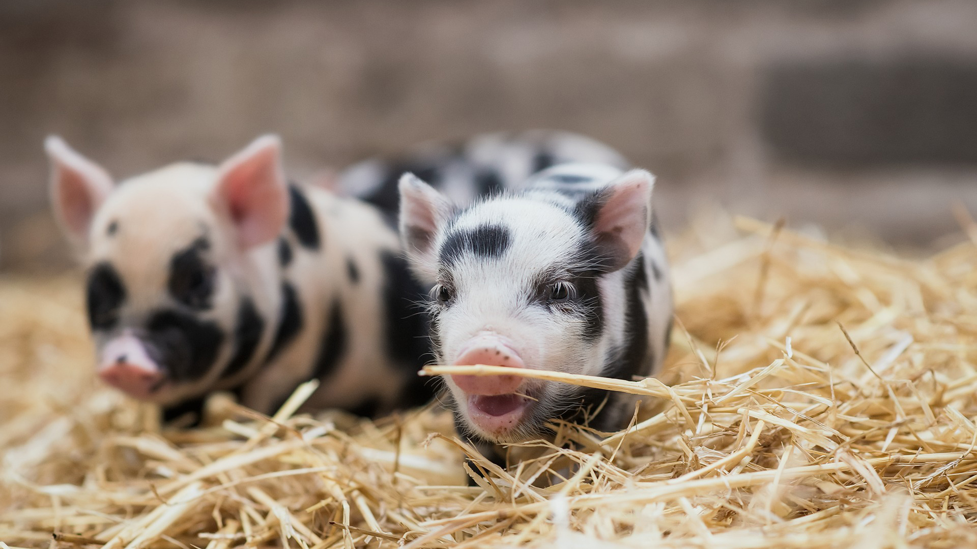 古灵精怪,猪,可爱,斑点
