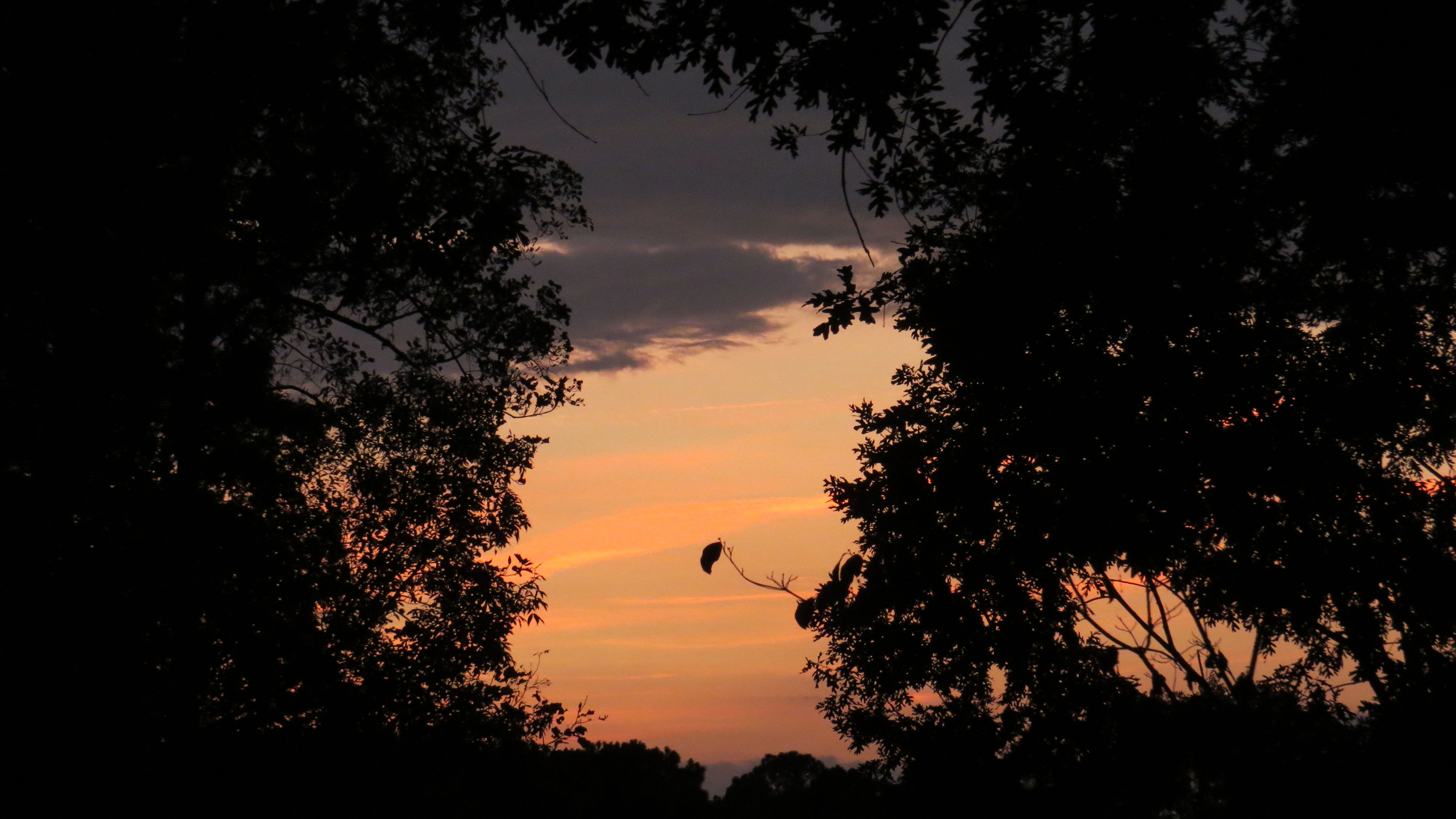 落日余晖,晚霞,天空,树林
