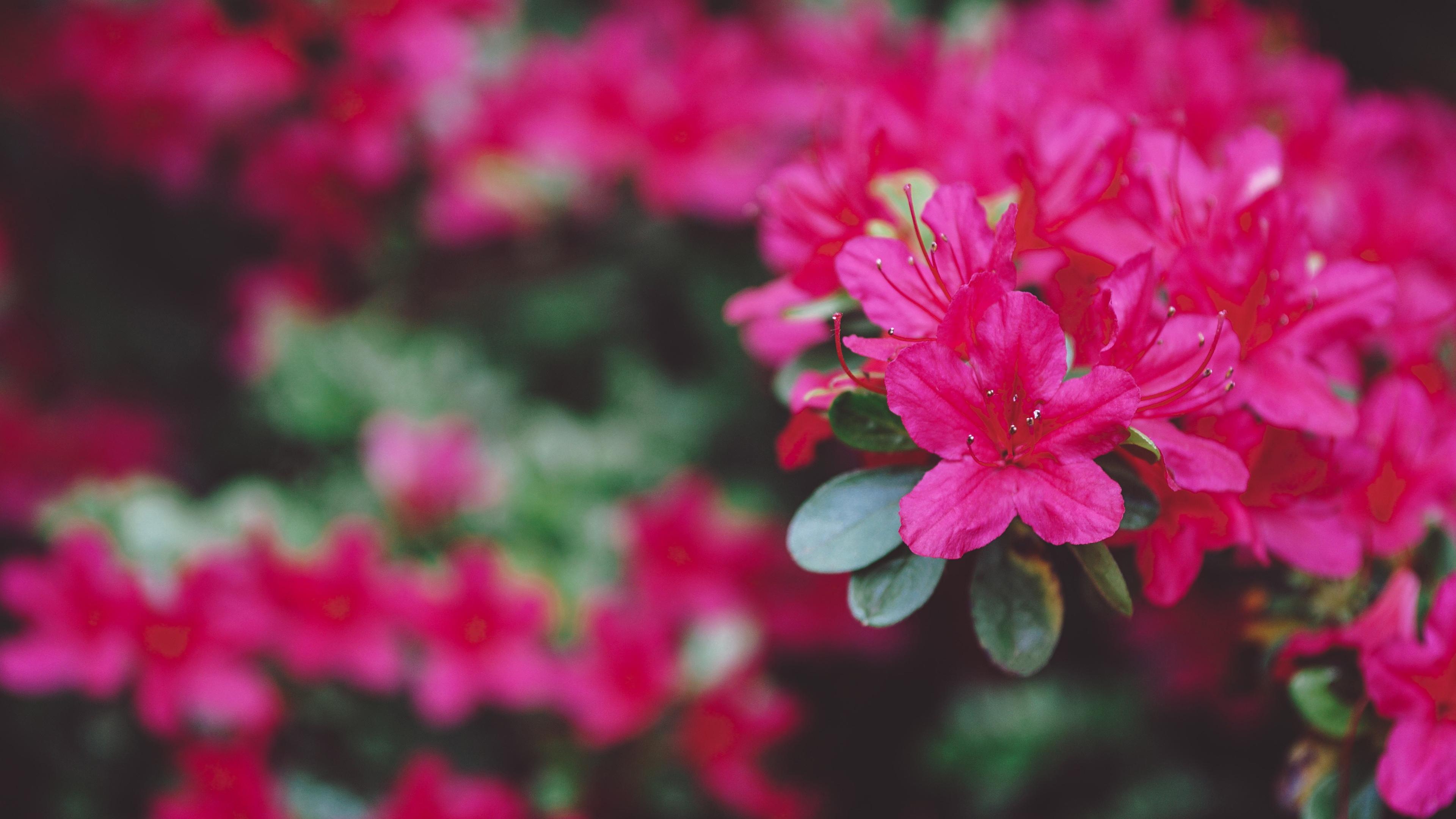 鸟语花香,,姹紫嫣红,,杜鹃花,,红色