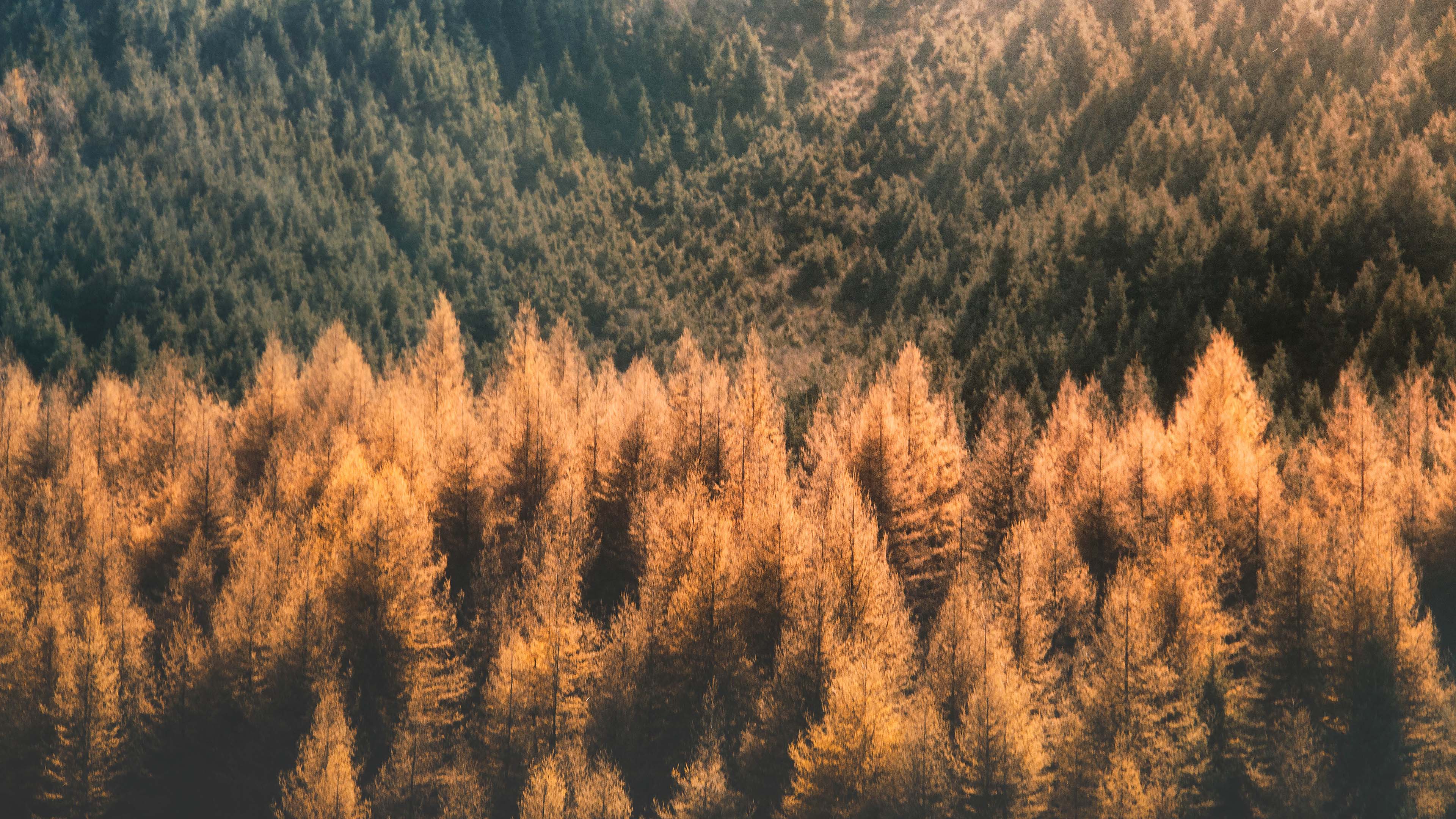 秋意正浓,树林,针叶林,森林,林场