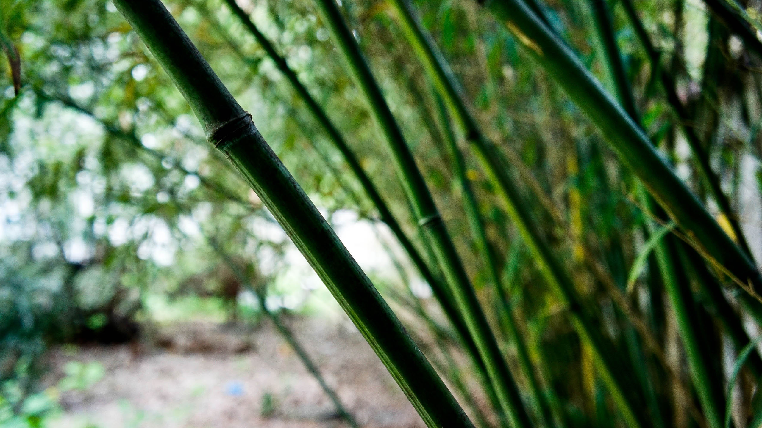 炎炎夏日,竹林,翠竹,青翠,郊外