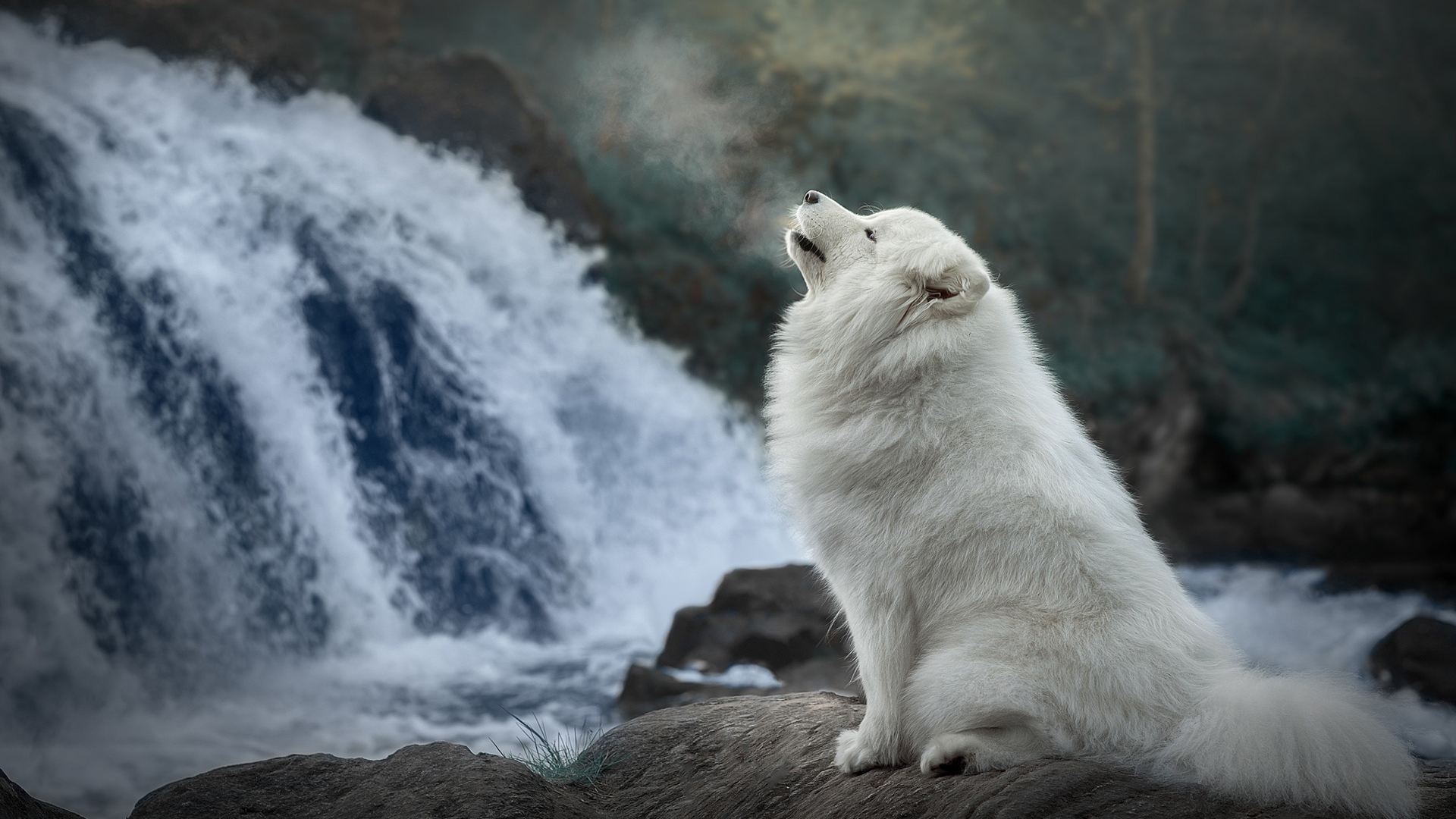 汪星人,瀑布,白狗狗