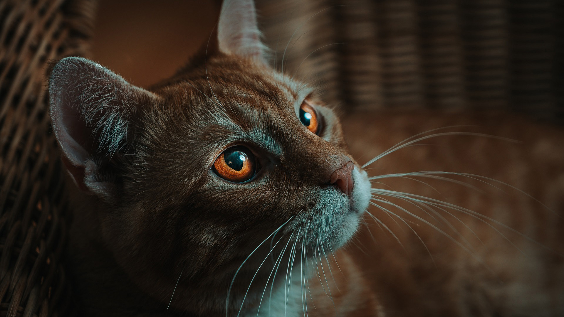 喵星人,猫咪,可爱