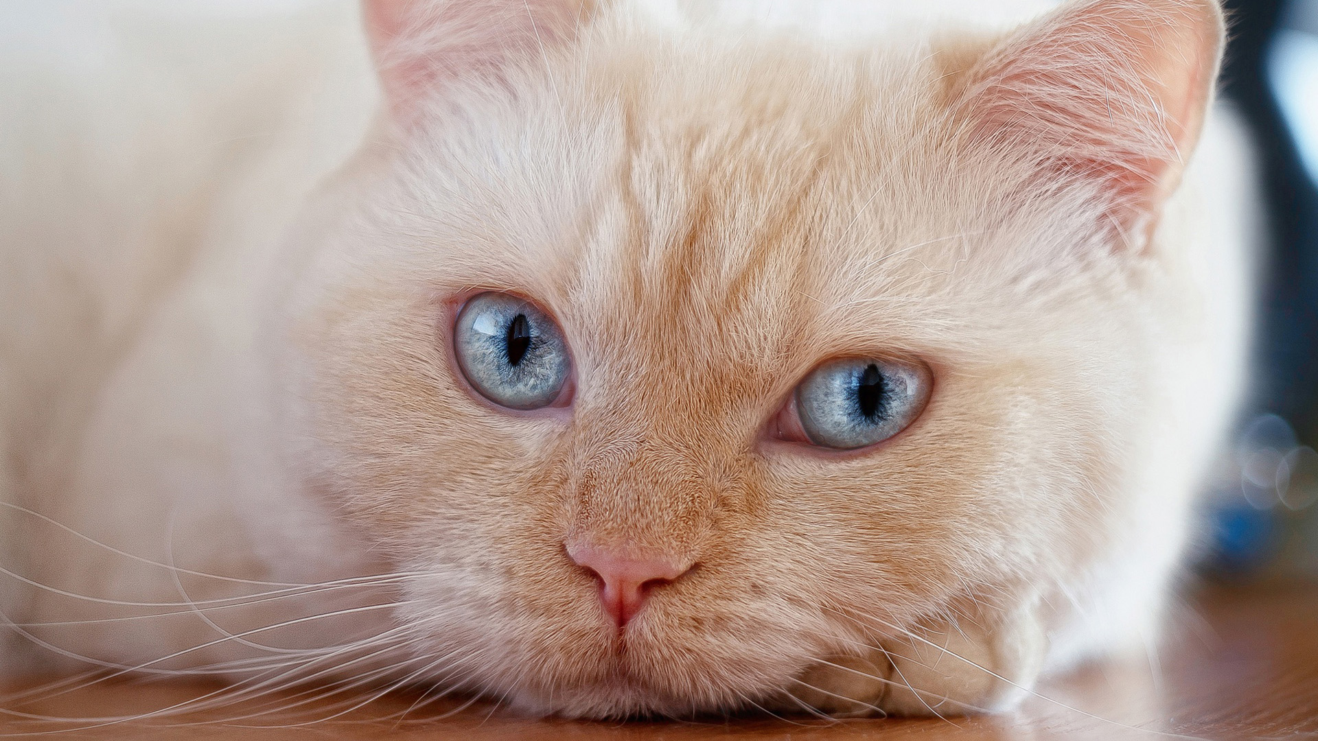 喵星人,大脸猫,肥猫