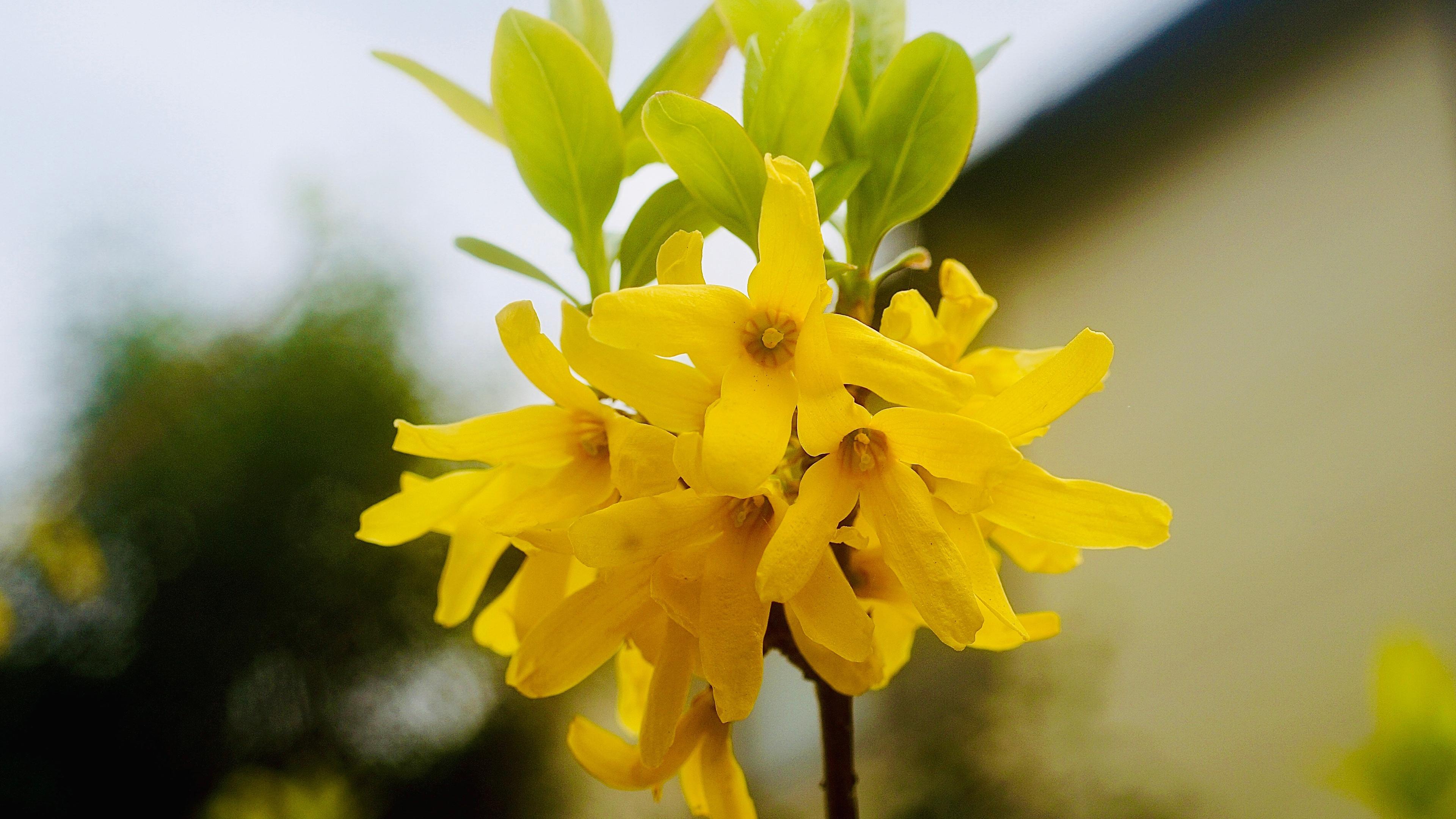 清新淡雅,,鲜艳,,黄色,,亮眼,,连翘金钟花