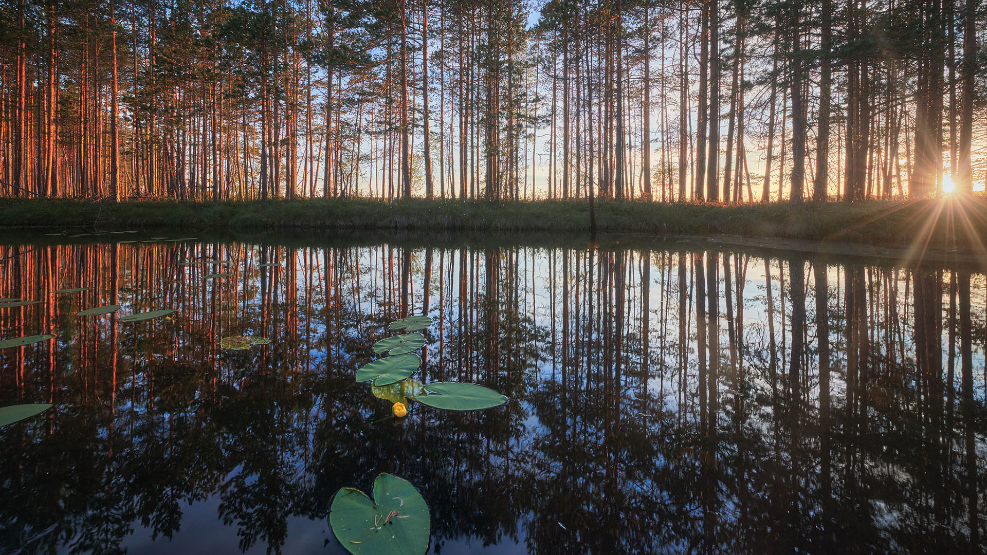 炎炎夏日,树林,日出,倒影,荷叶,池塘