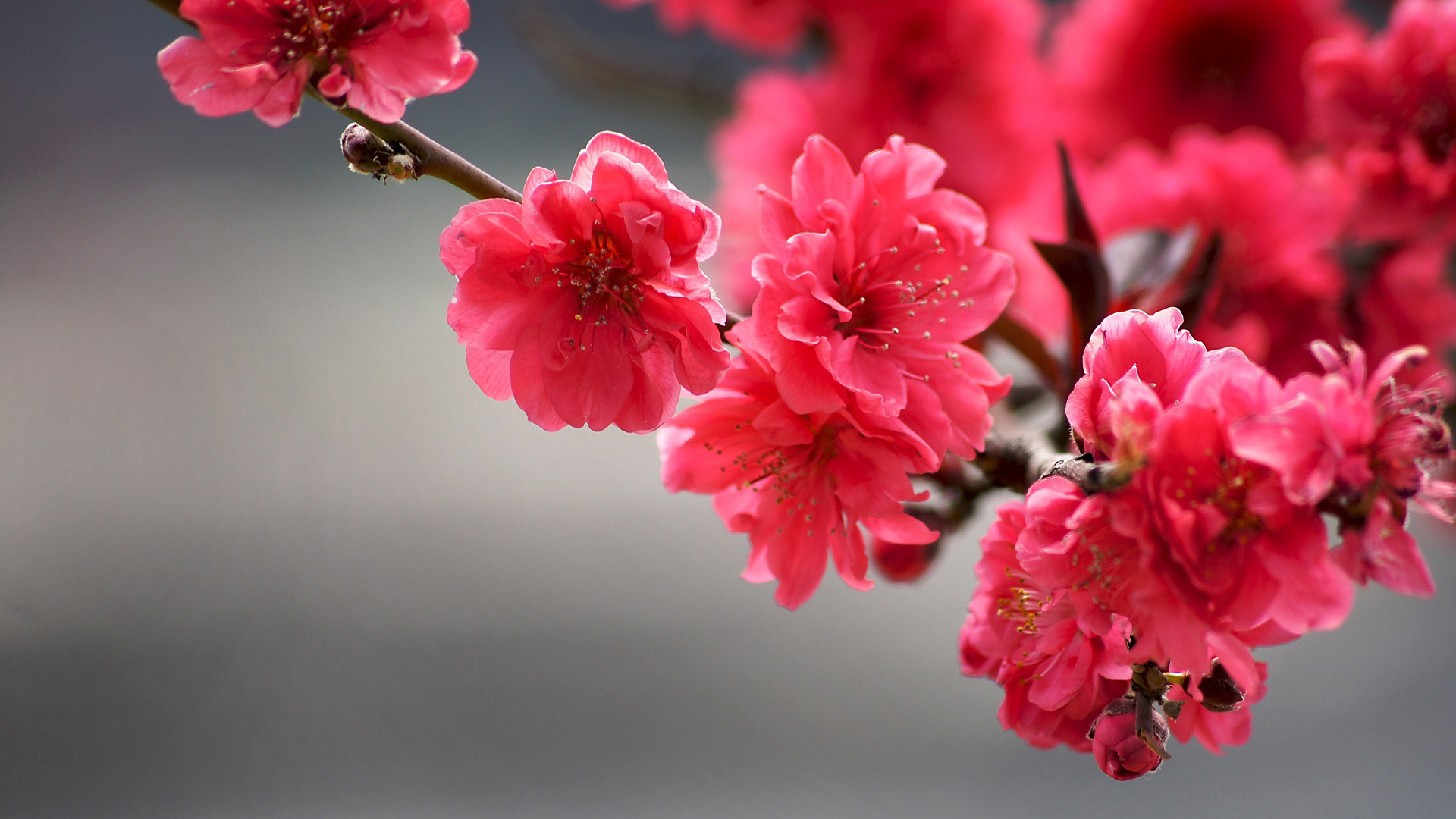 鸟语花香,红花,枝头,景深,特写